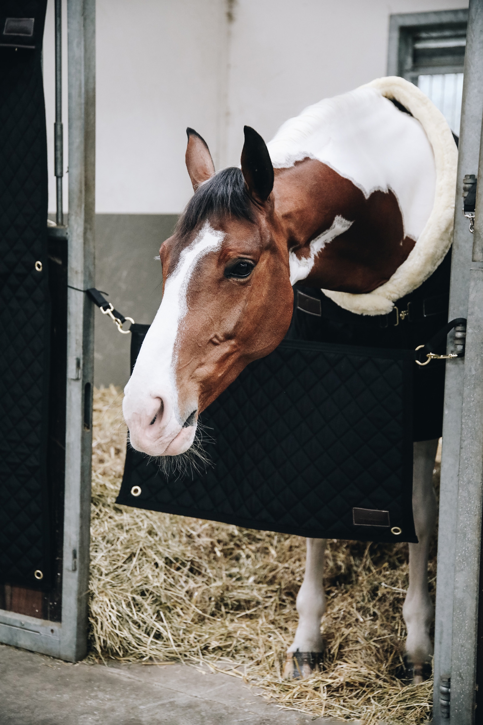 Guardia della scuderia Kentucky Horsewear