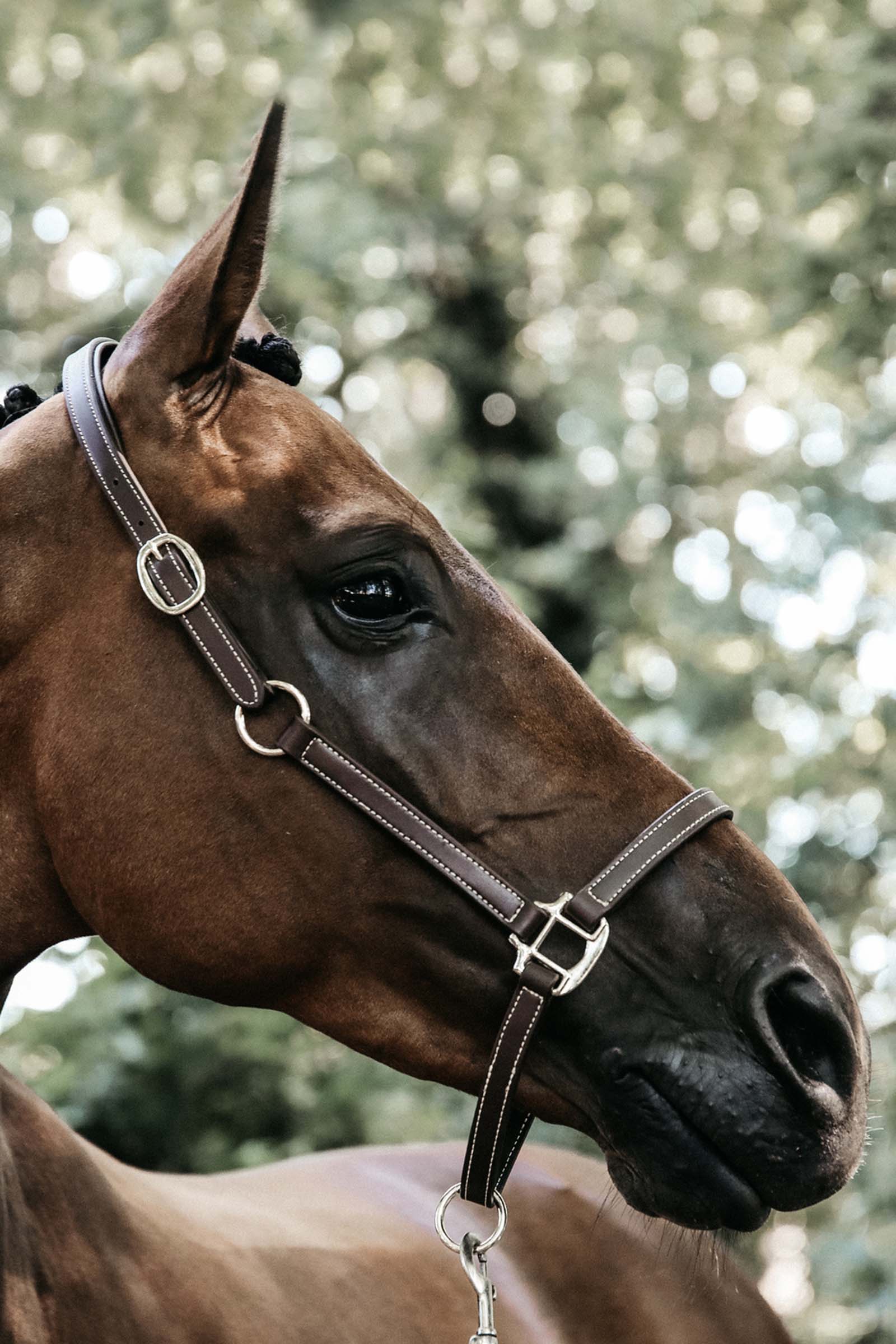 Kentucky Horsewear Cavezza in cuoio morbida imbottito