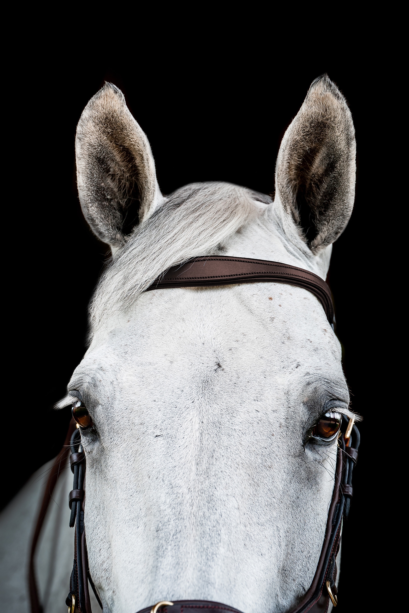 Horseware Micklem 2 Multi Briglia