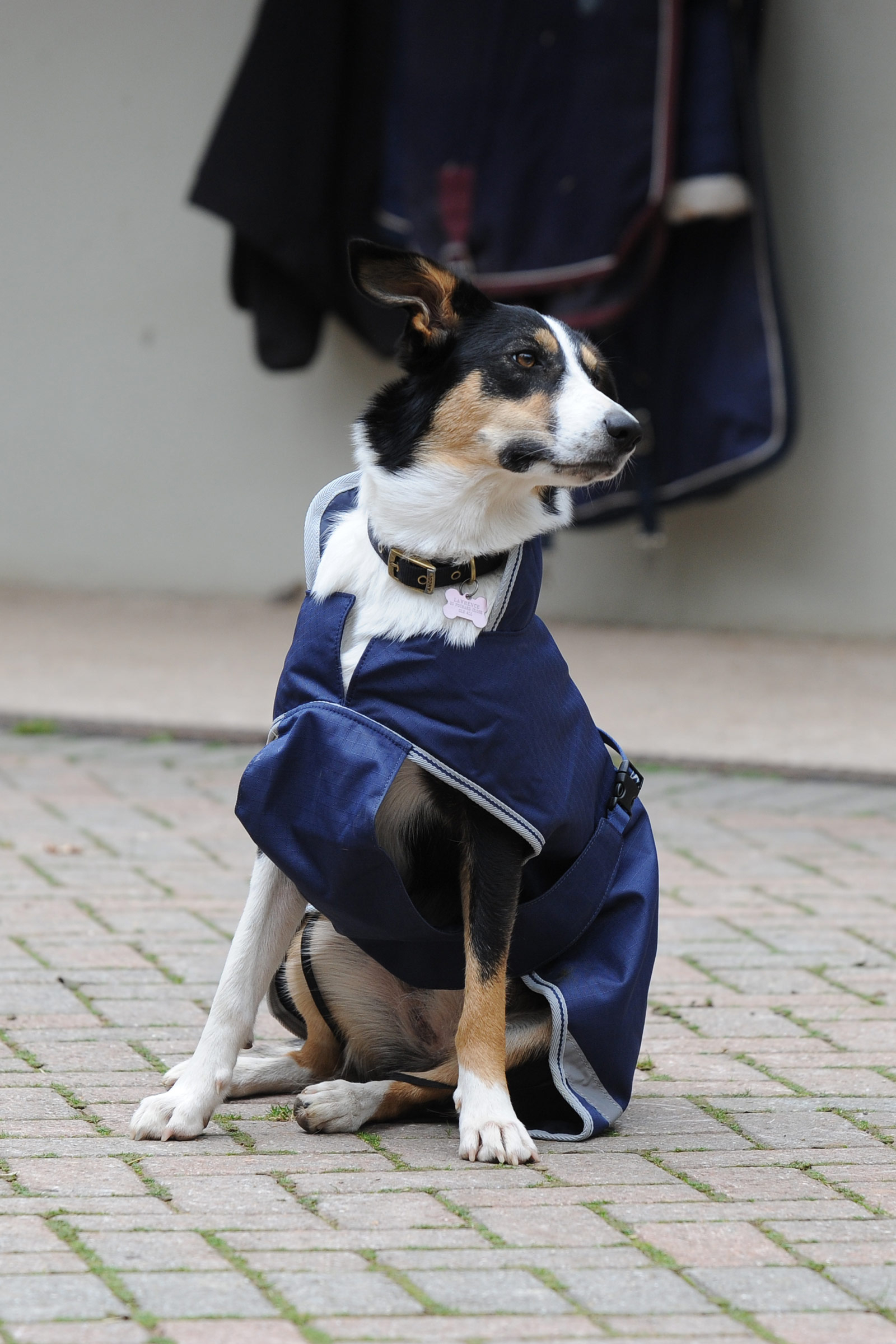 Bucas Freedom Coperta per cani, 300g (50-75 cm)