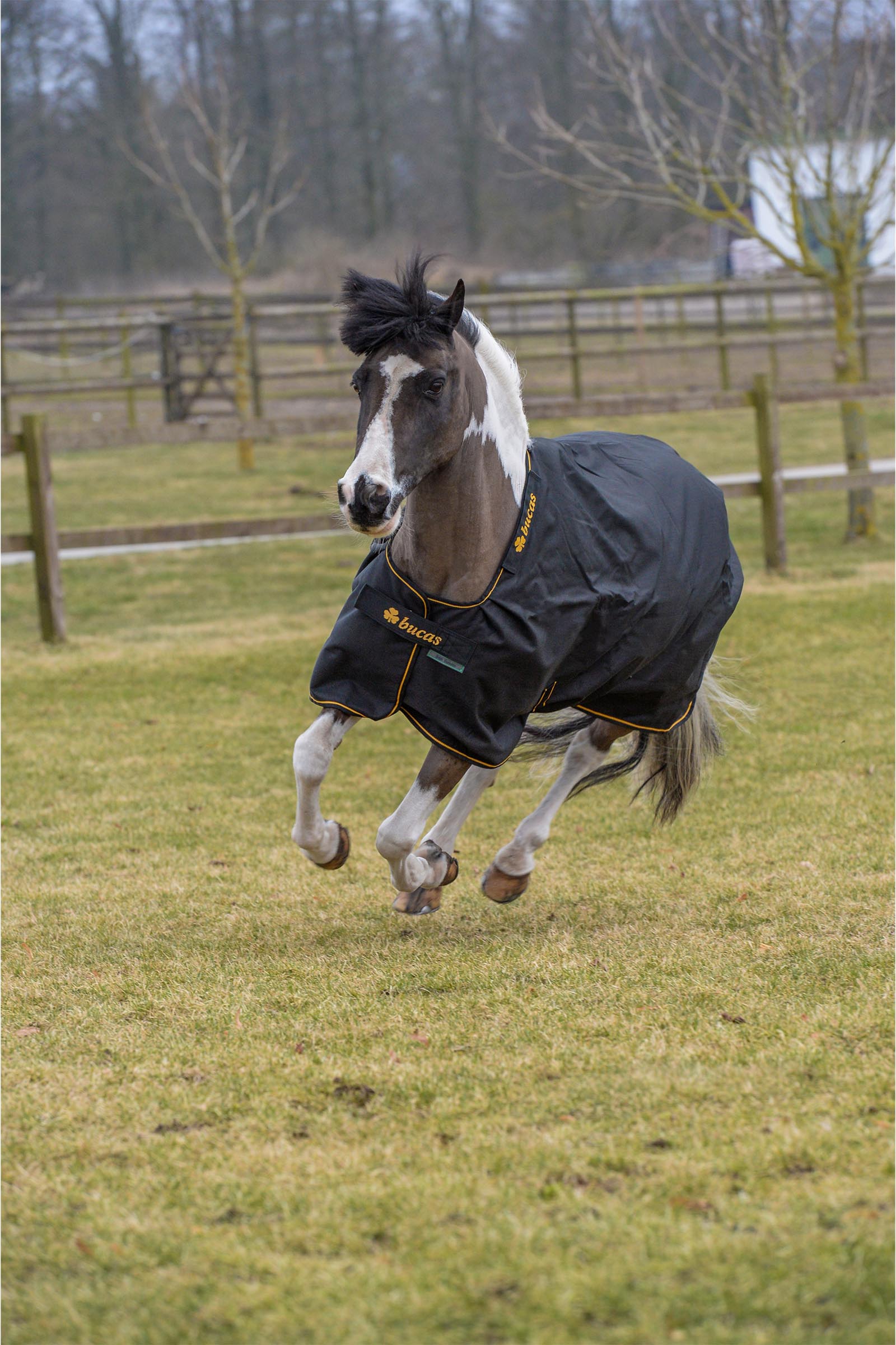 Bucas Irish coperta da paddock, 100 g