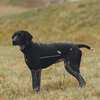 Back on Track, Maglioncino per cane per tutte le stagioni Cassie, 35-40 cm