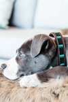Kentuky Dogwear collare per cani con perle