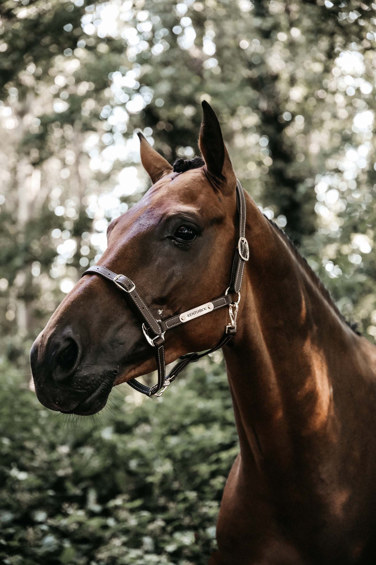 Kentucky Horsewear Cavezza in cuoio morbida imbottito