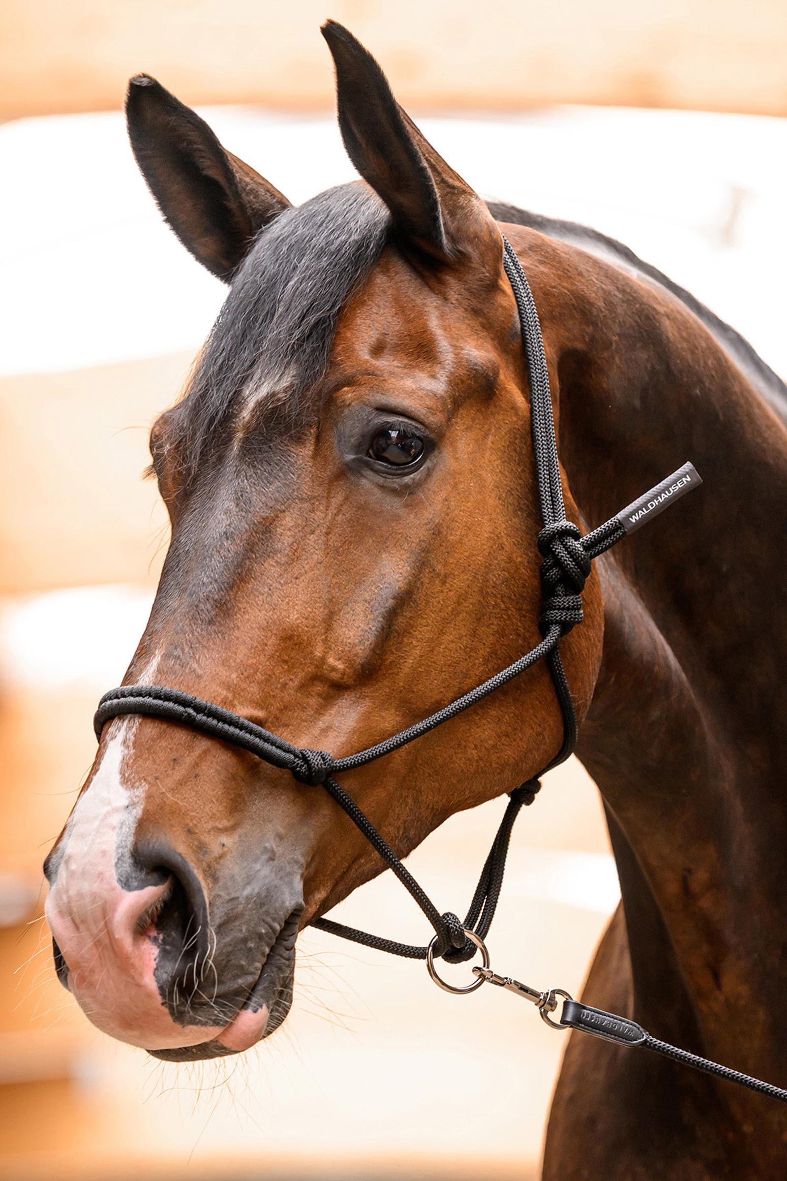 Waldhausen capezza etologica con anello mobile