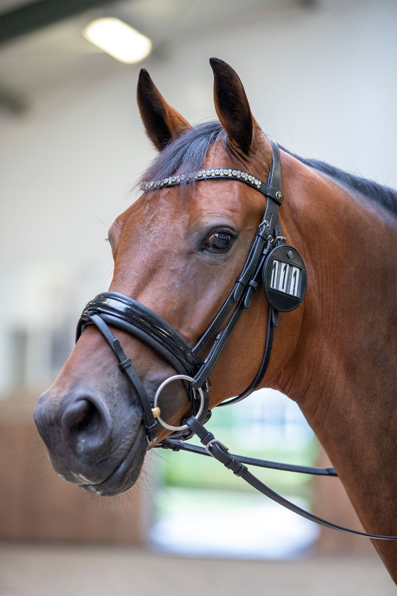 LeMieux Porta numero per testiera (1 pezzo)