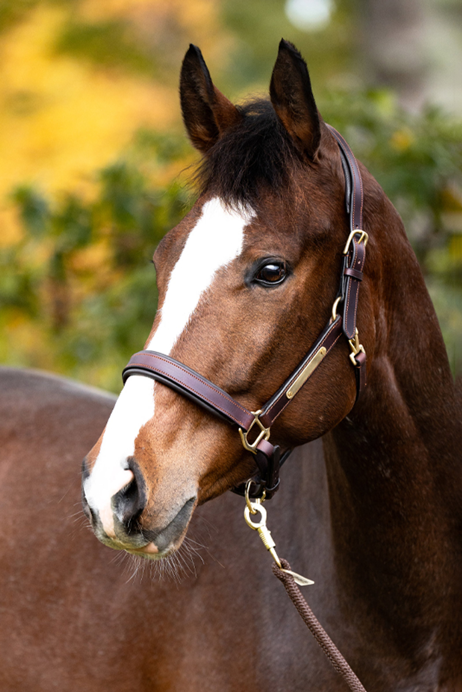 Kavalkade capezzina in cuoio Cinta