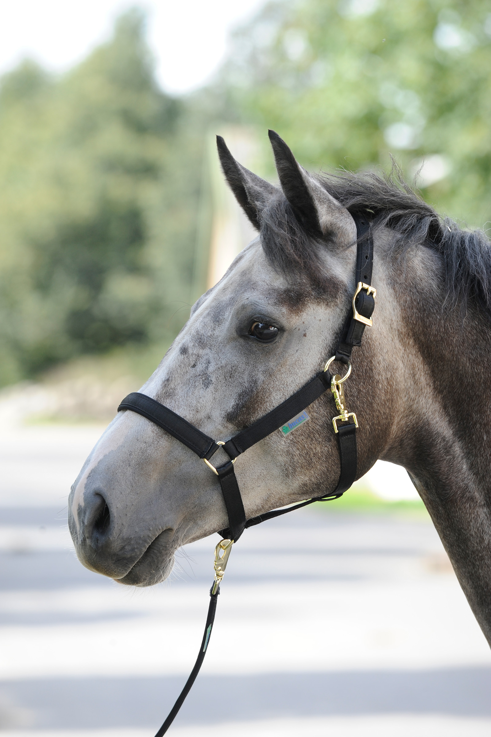 Bucas Dublin Capezza imbottita Luxury