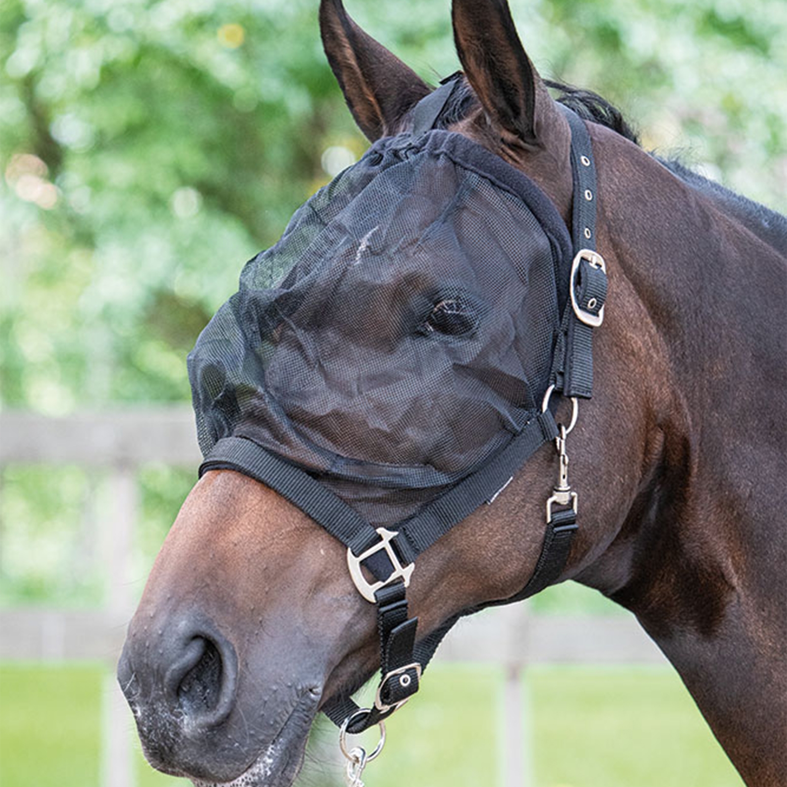 Headcollar con maschera antimosche di cavallo di Harry