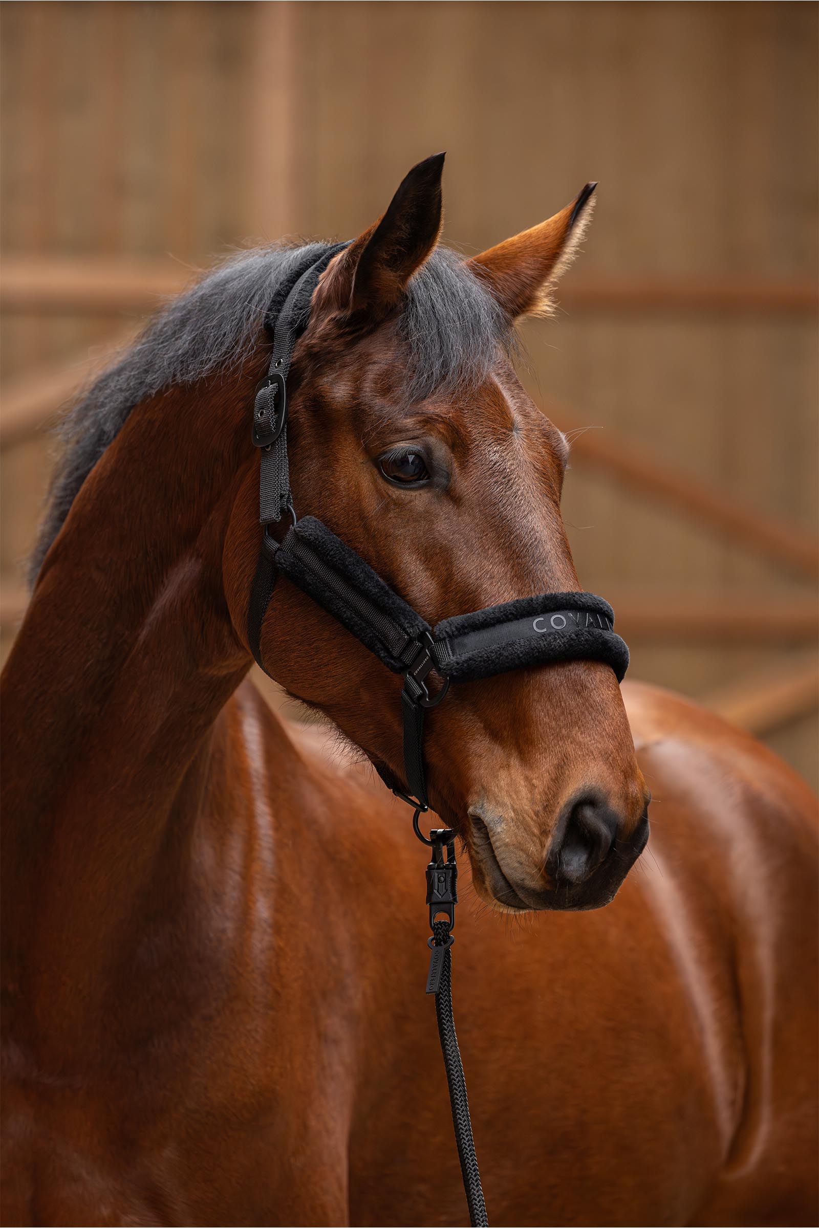 Covalliero Cavezza Imbottita