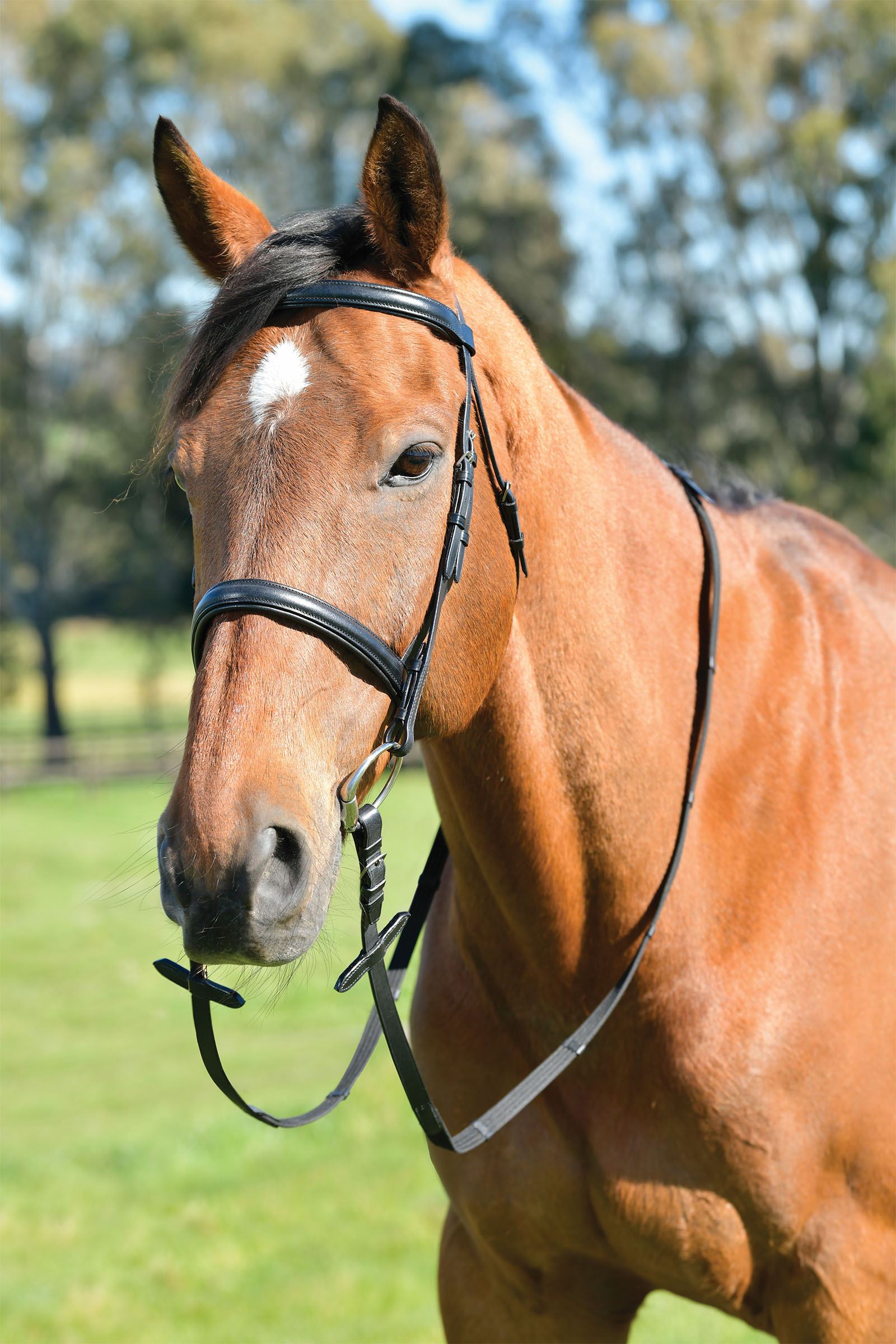 Kincade Classic testiera semplice con museruola inglese bombata e redini