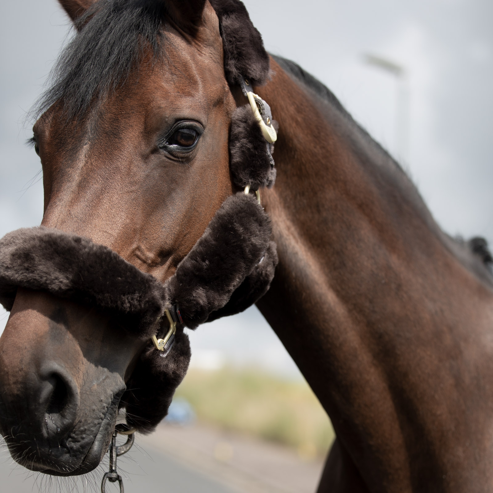 B Vertigo Capezza Tremblant in pelle di pecora