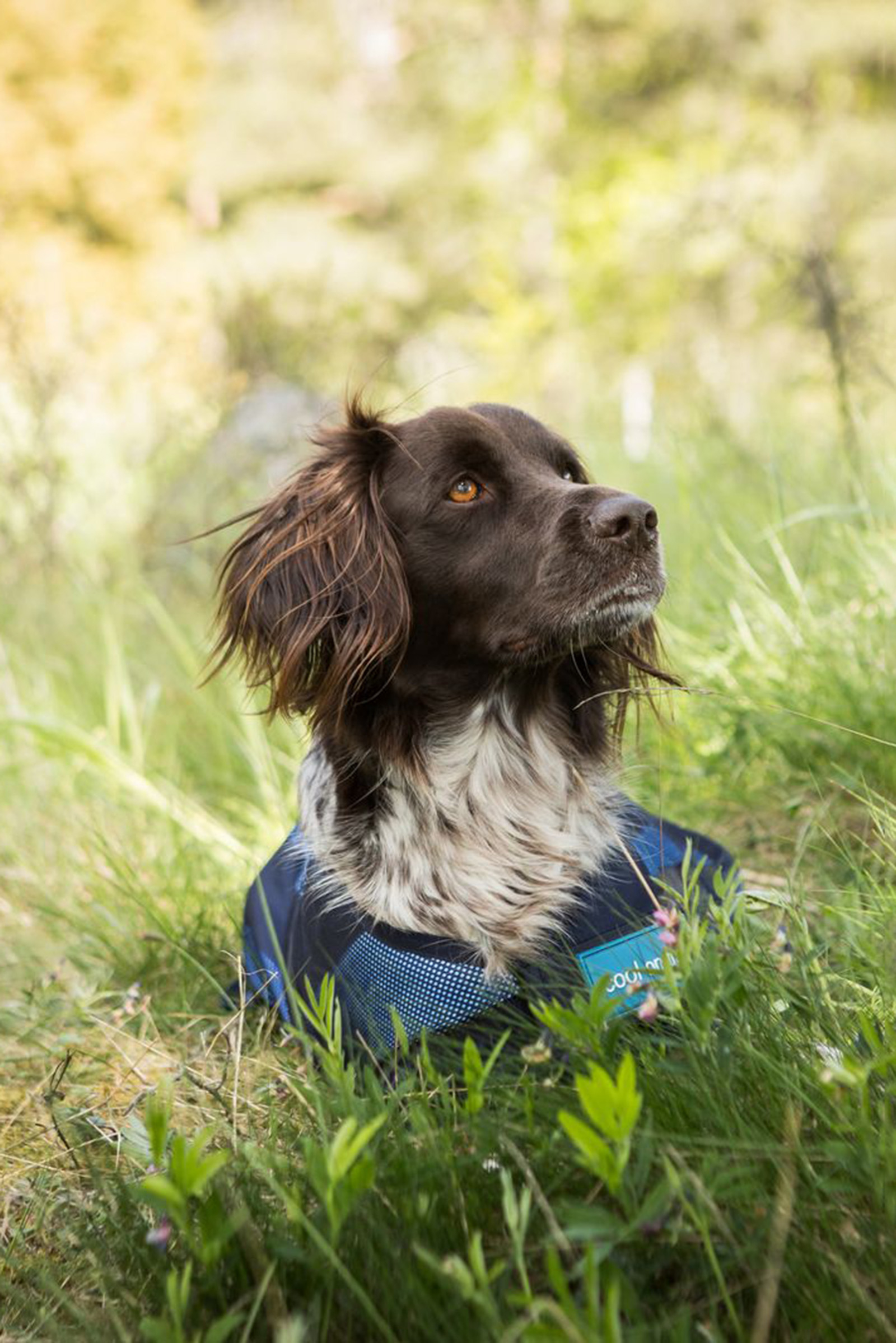 Back on Track Cool On Track cappotto per cane 2.0
