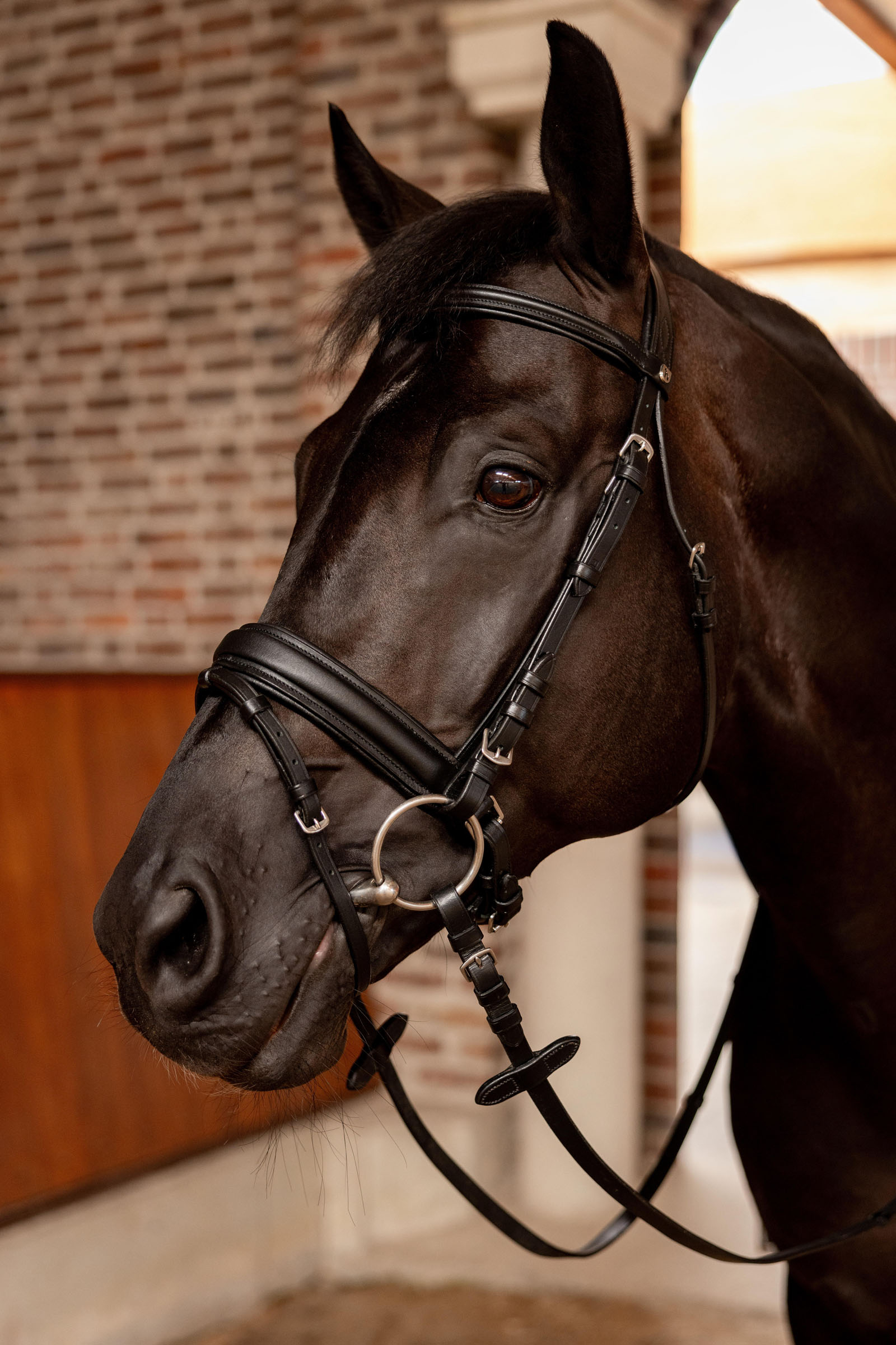 Horze Eternal Gaze Briglia da dressage 