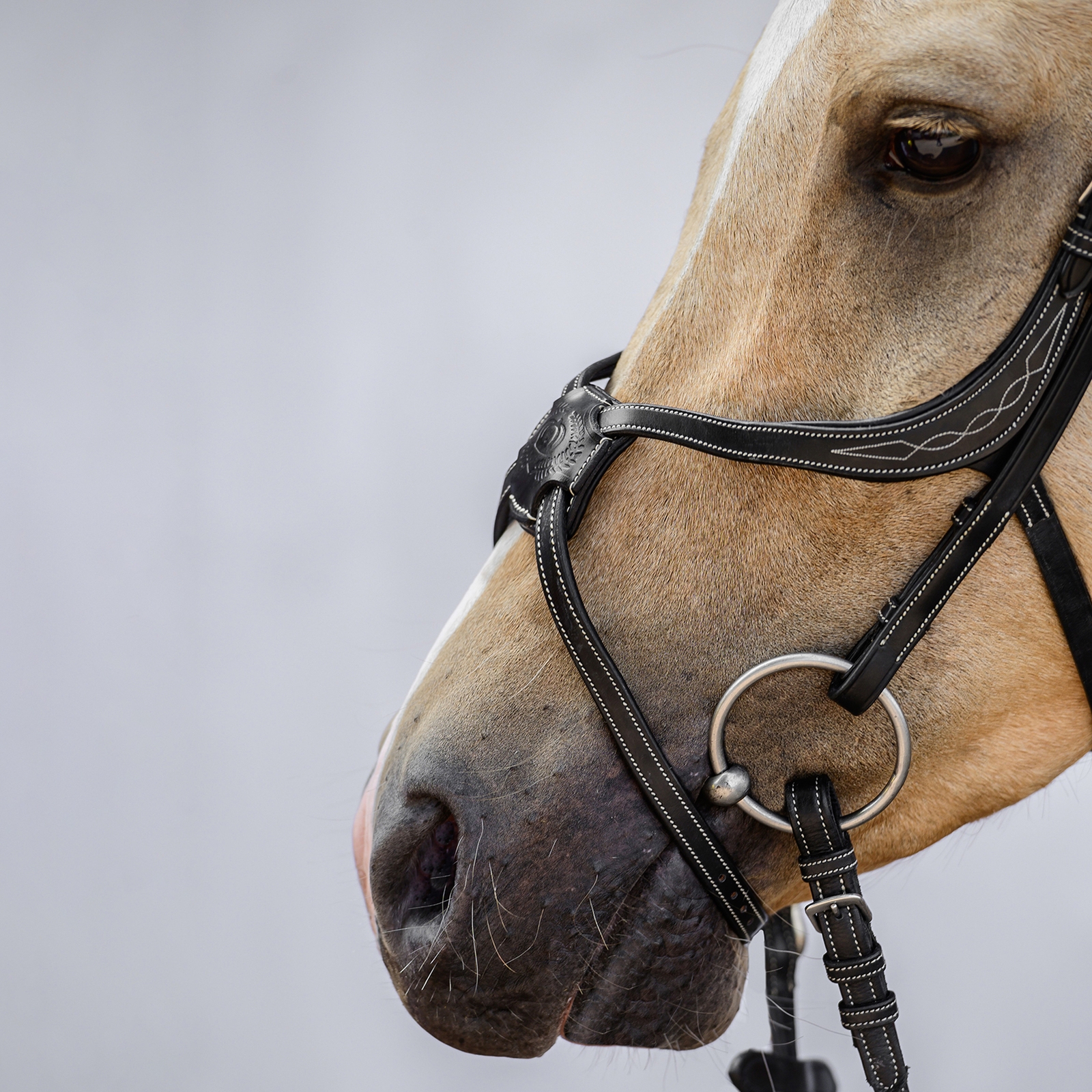 PS della Svezia Briglia messicana di Atene