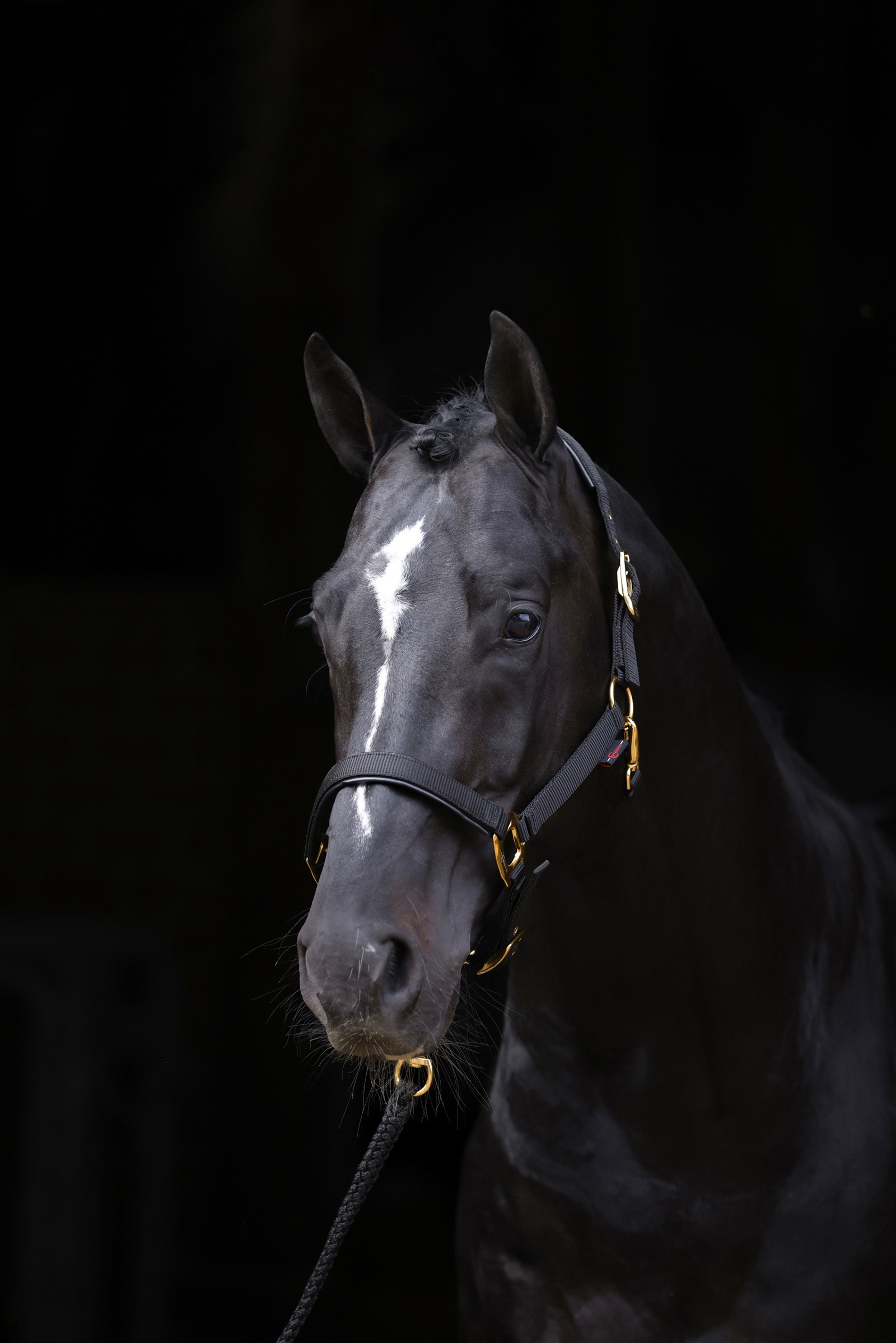 Covalliero TopLine Cavezza