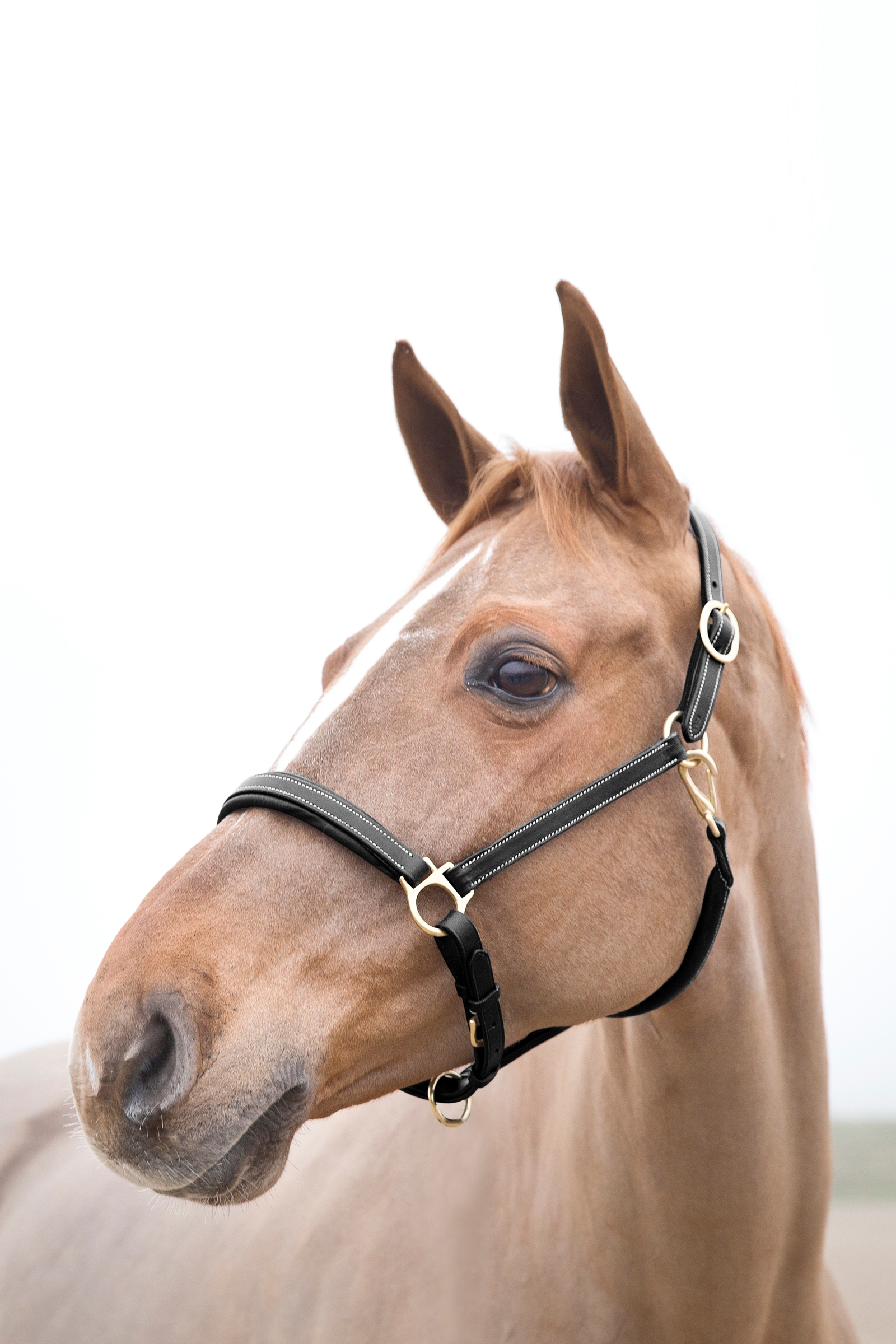 Cavezza in pelle Horze Largo