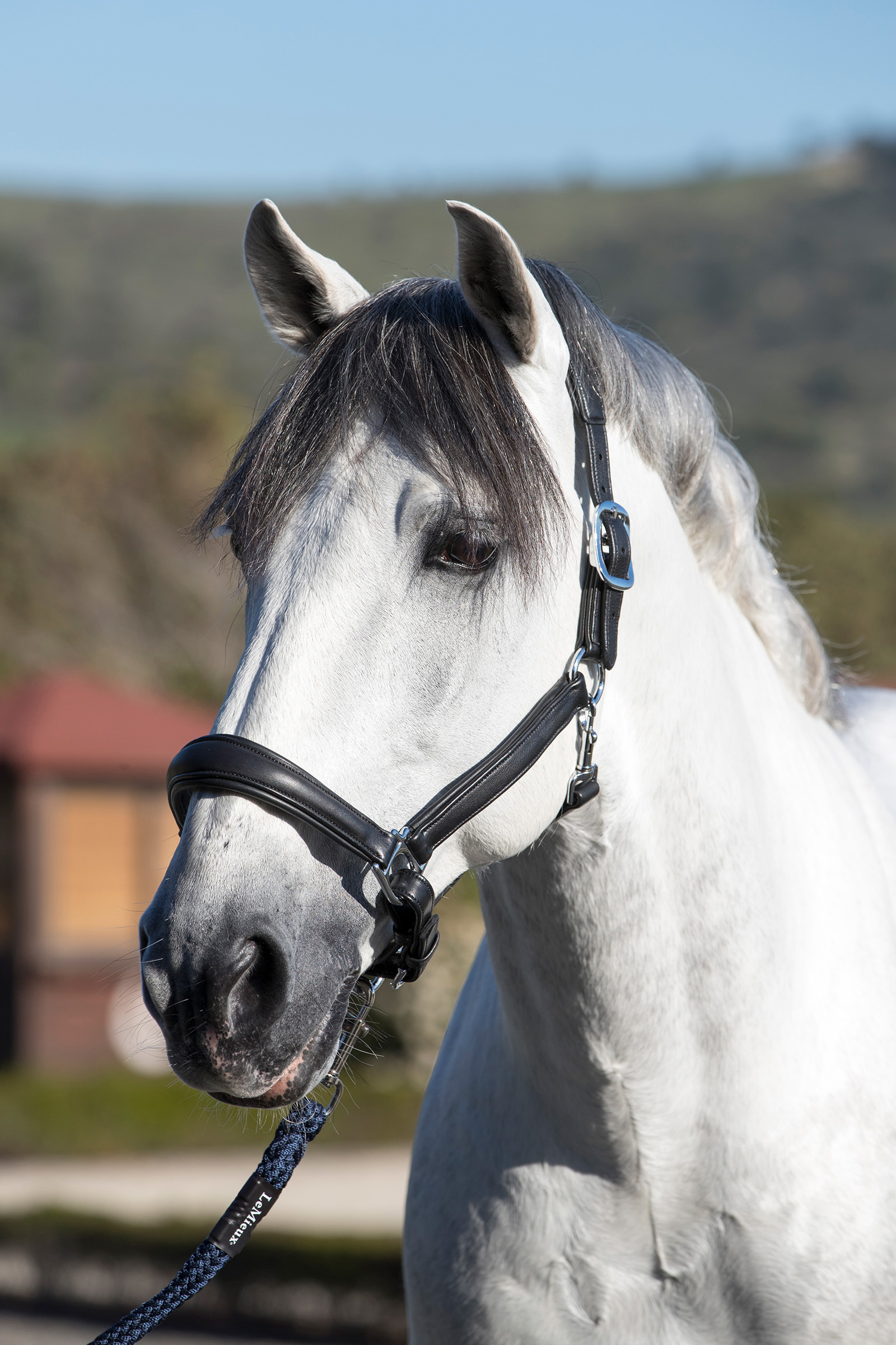 LeMieux Cavezza anatomica in pelle