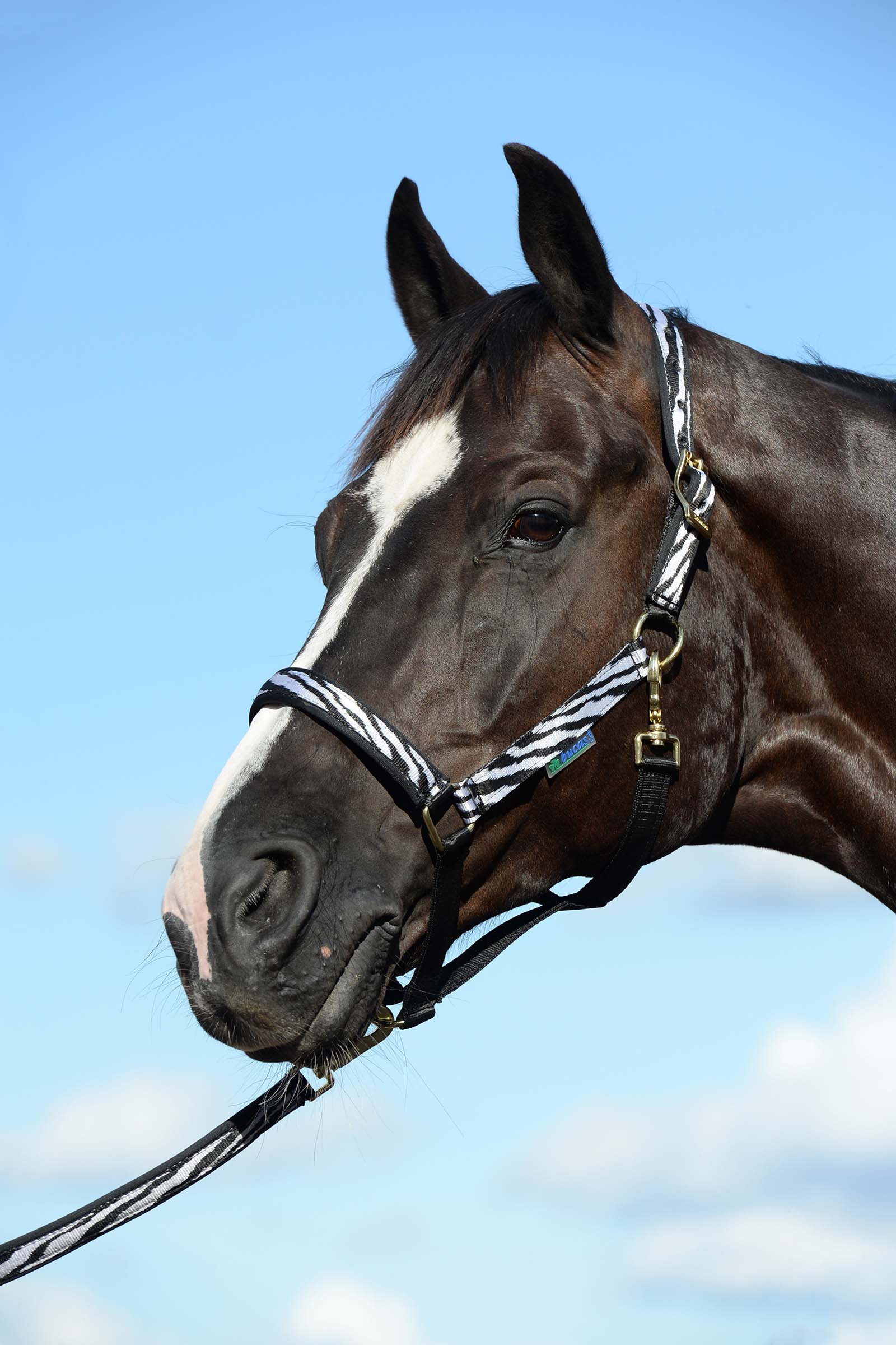 Black/White Bucas Dublin Capezza imbottita Luxury