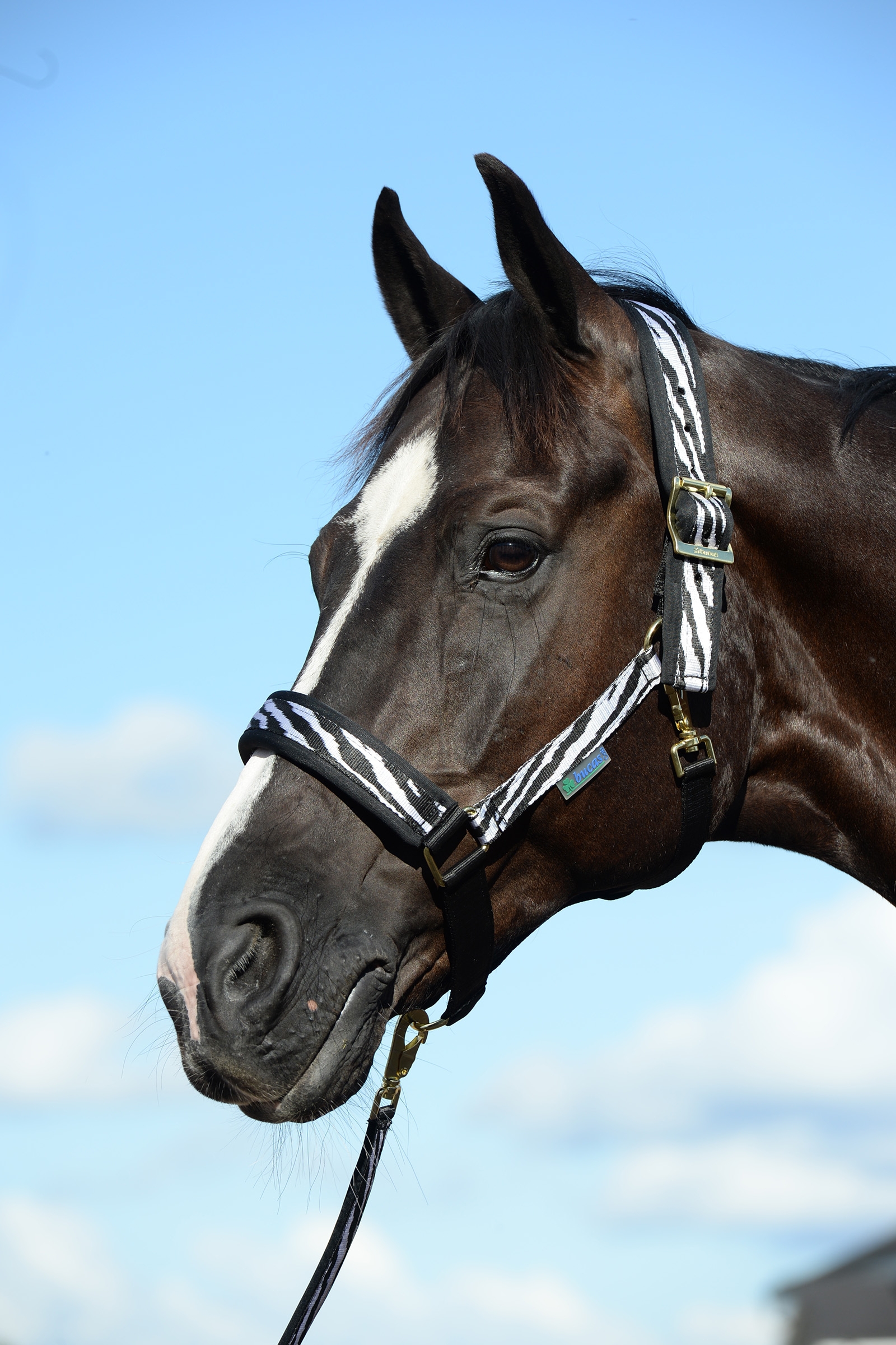 Bucas Comfort Capezza