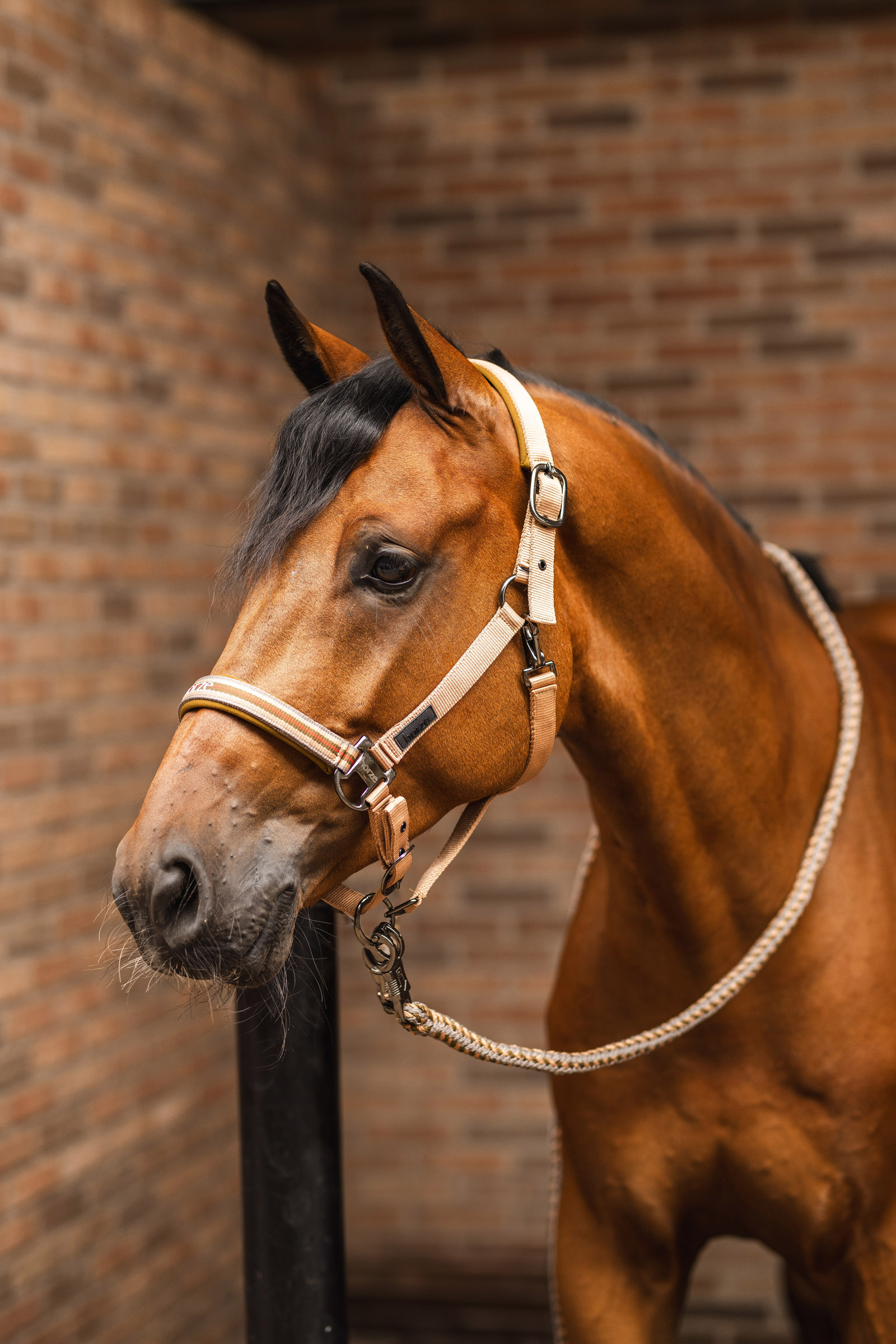 Horze High Life Longhina con gancio antipanico