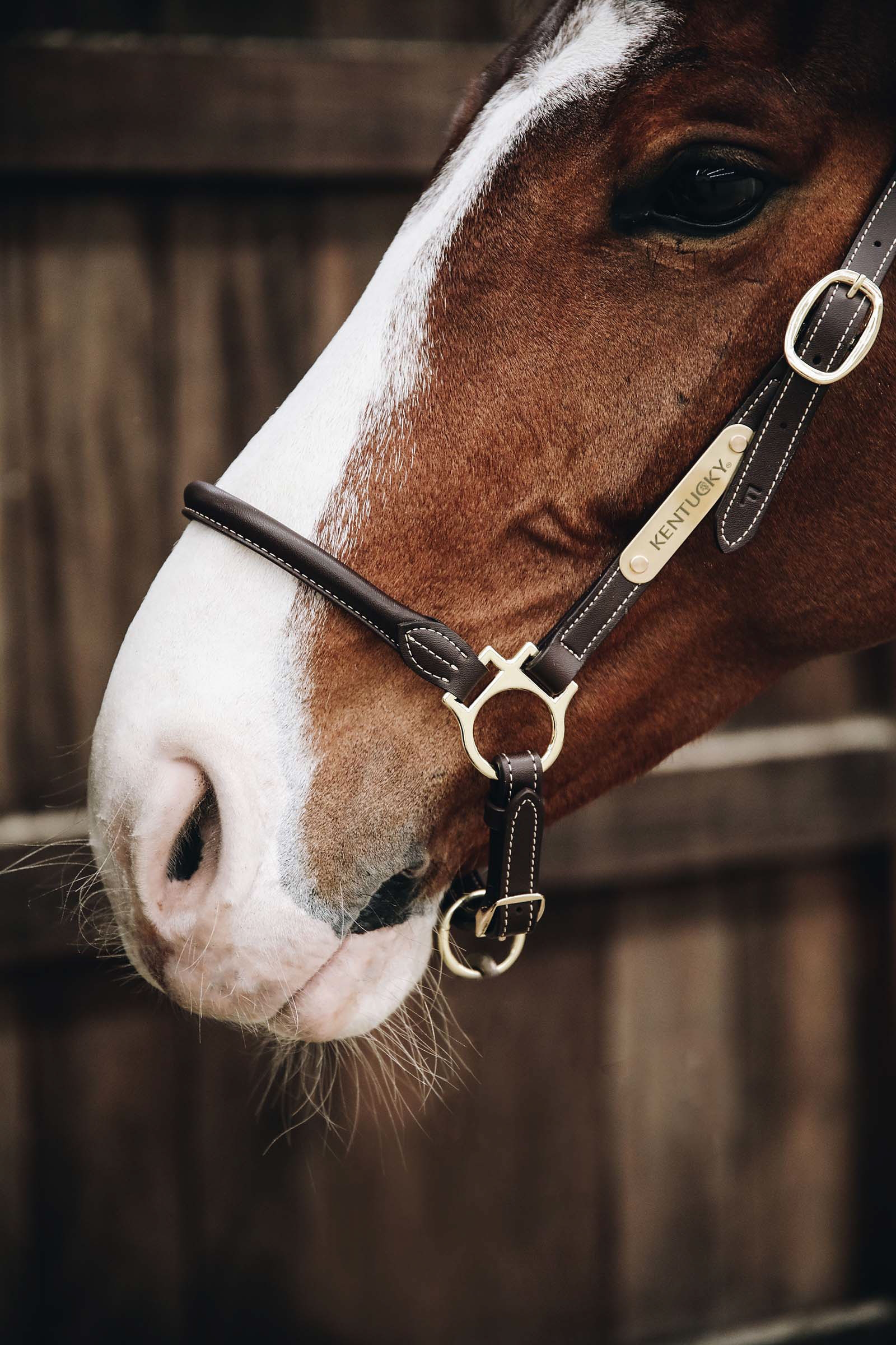Kentucky Horsewear capezza in cuoio per la toelettatura
