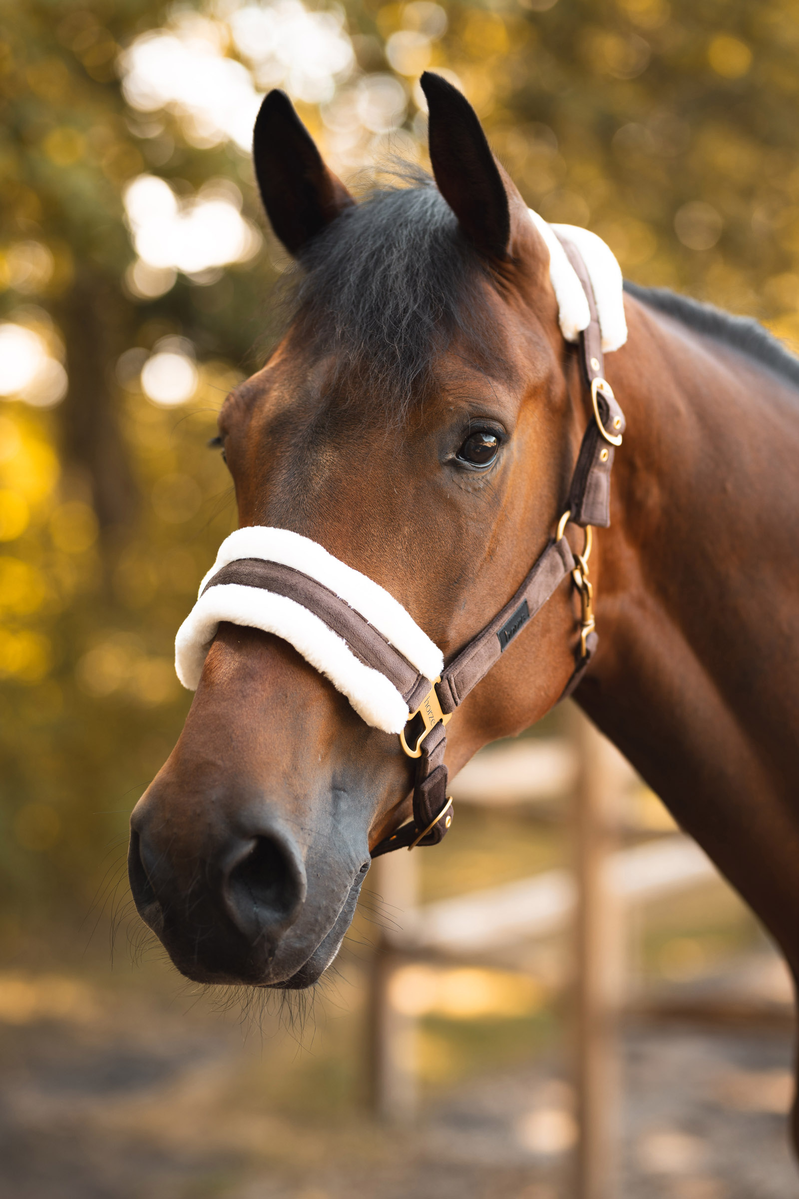 Horze St. Moritz Cavezza