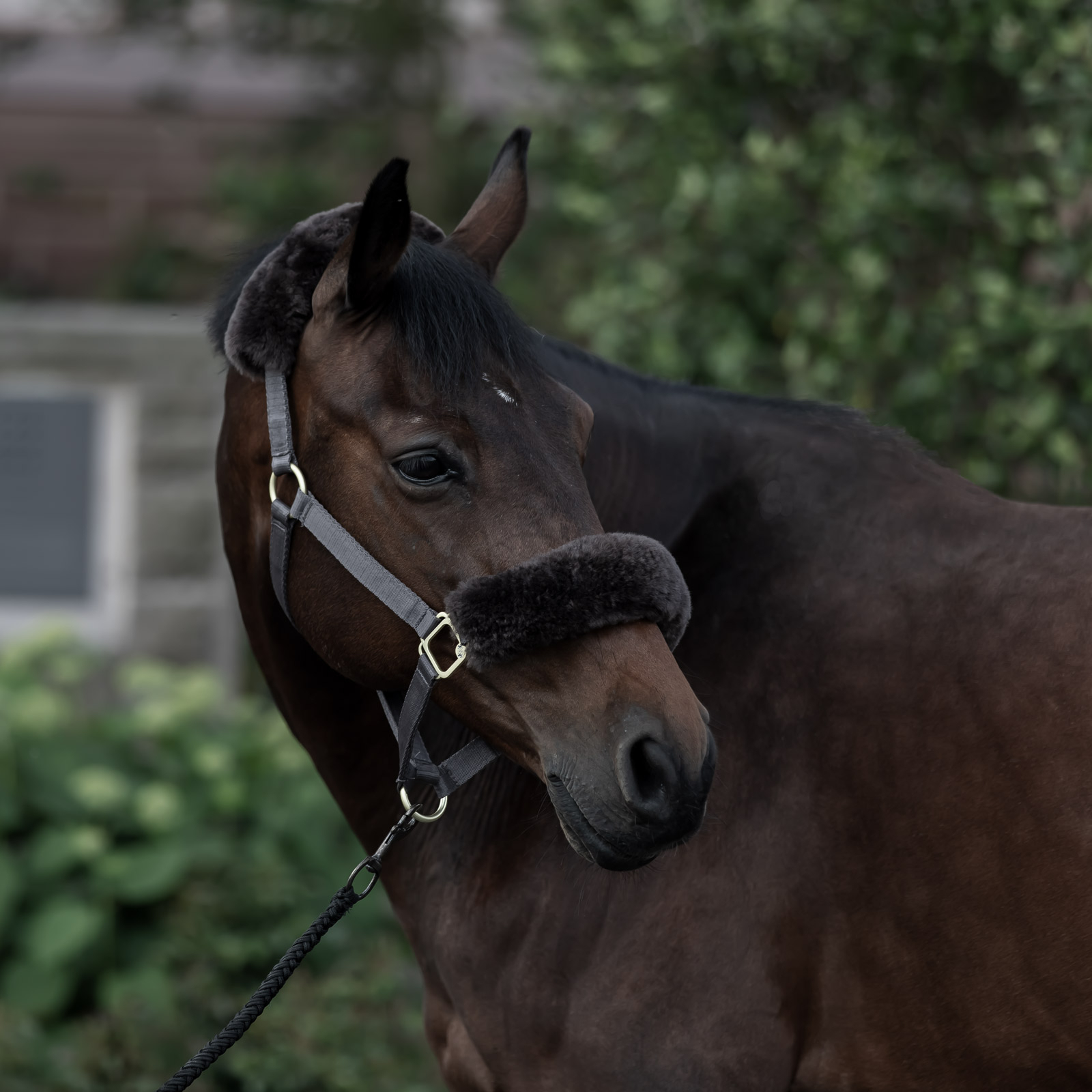 B Vertigo Laurier Capezza in pelle di pecora
