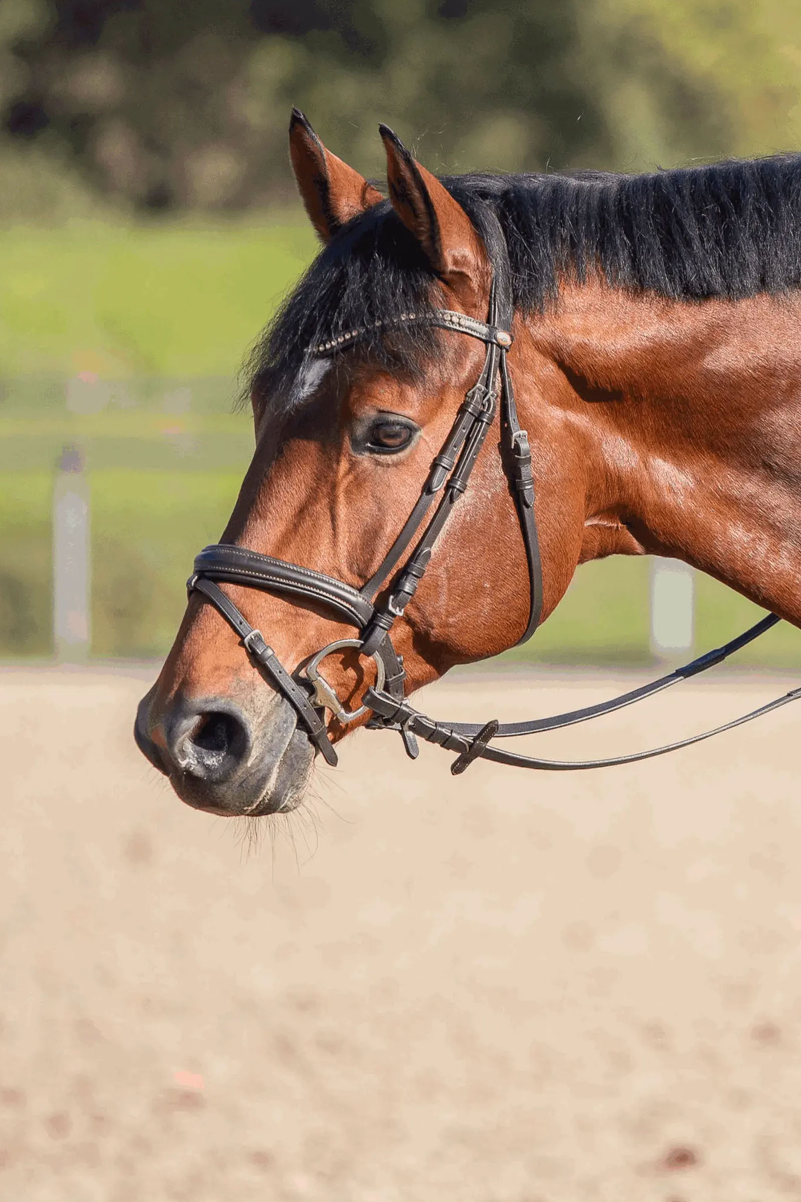 Sprenger Novocontact Filetto A Uovo 14mm A Singolo Snodo Sensogan Con Anelli A Forma Di D