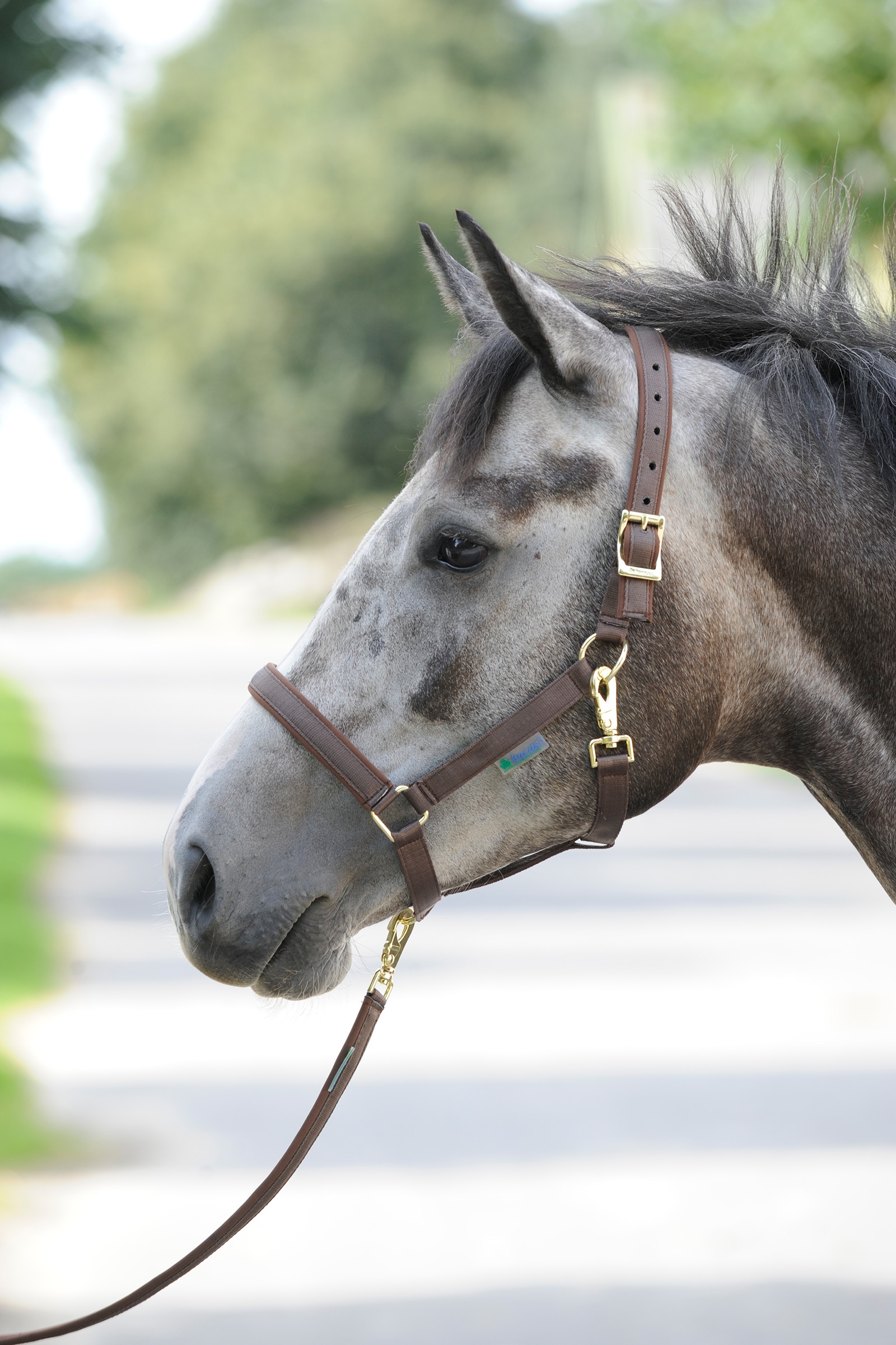 Brown/Brown Bucas Dublin Capezza imbottita Luxury