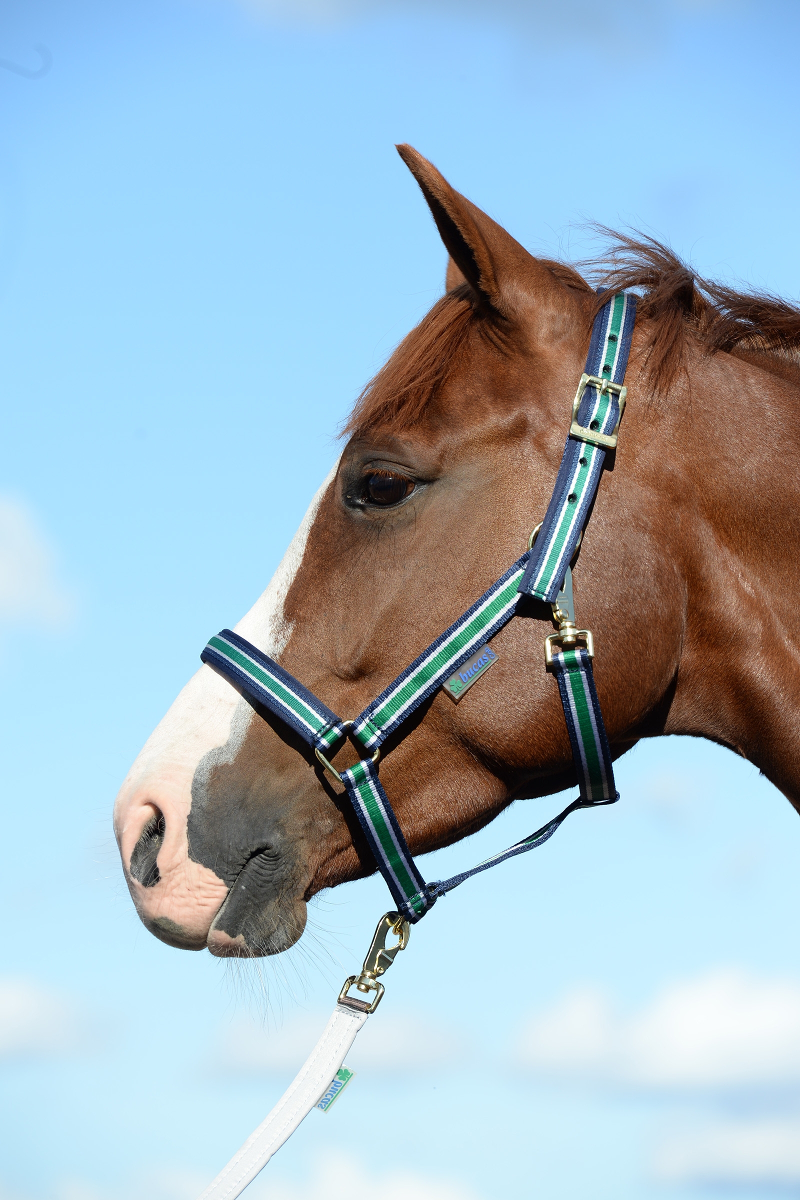 Off-White/Dark Blue Bucas Dublin Capezza imbottita Luxury