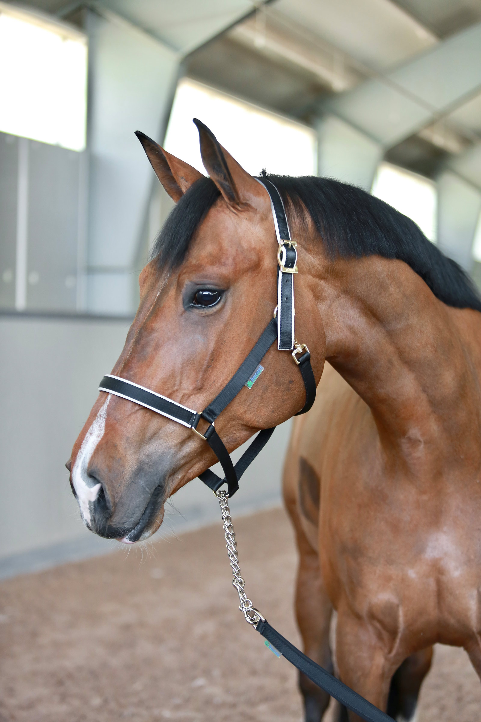 Bucas Stallion lunghina con catena