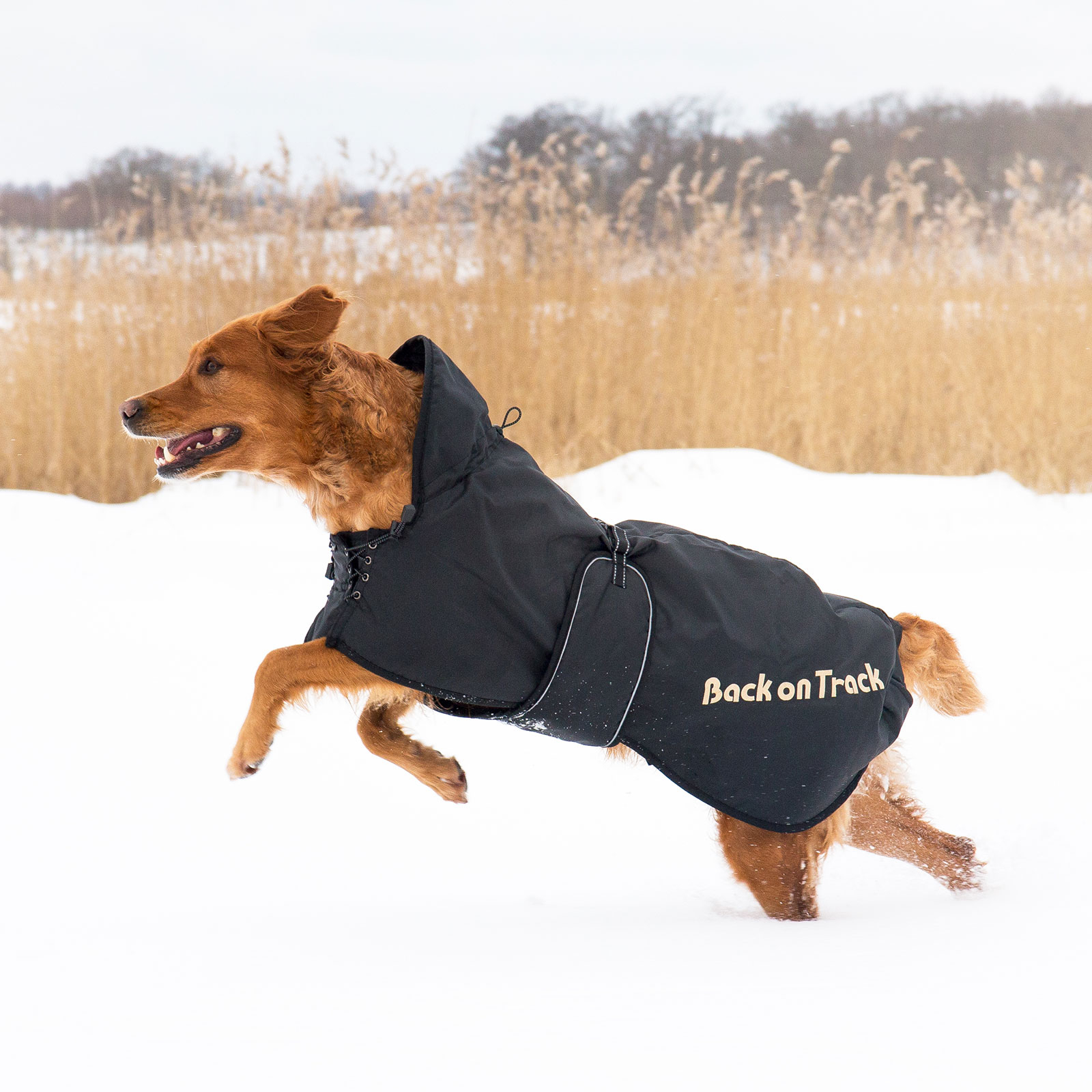 Back on Track Coperta per cani(63-91)