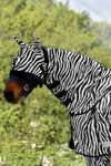 Waldhausen Zebra protezione collo antimosche