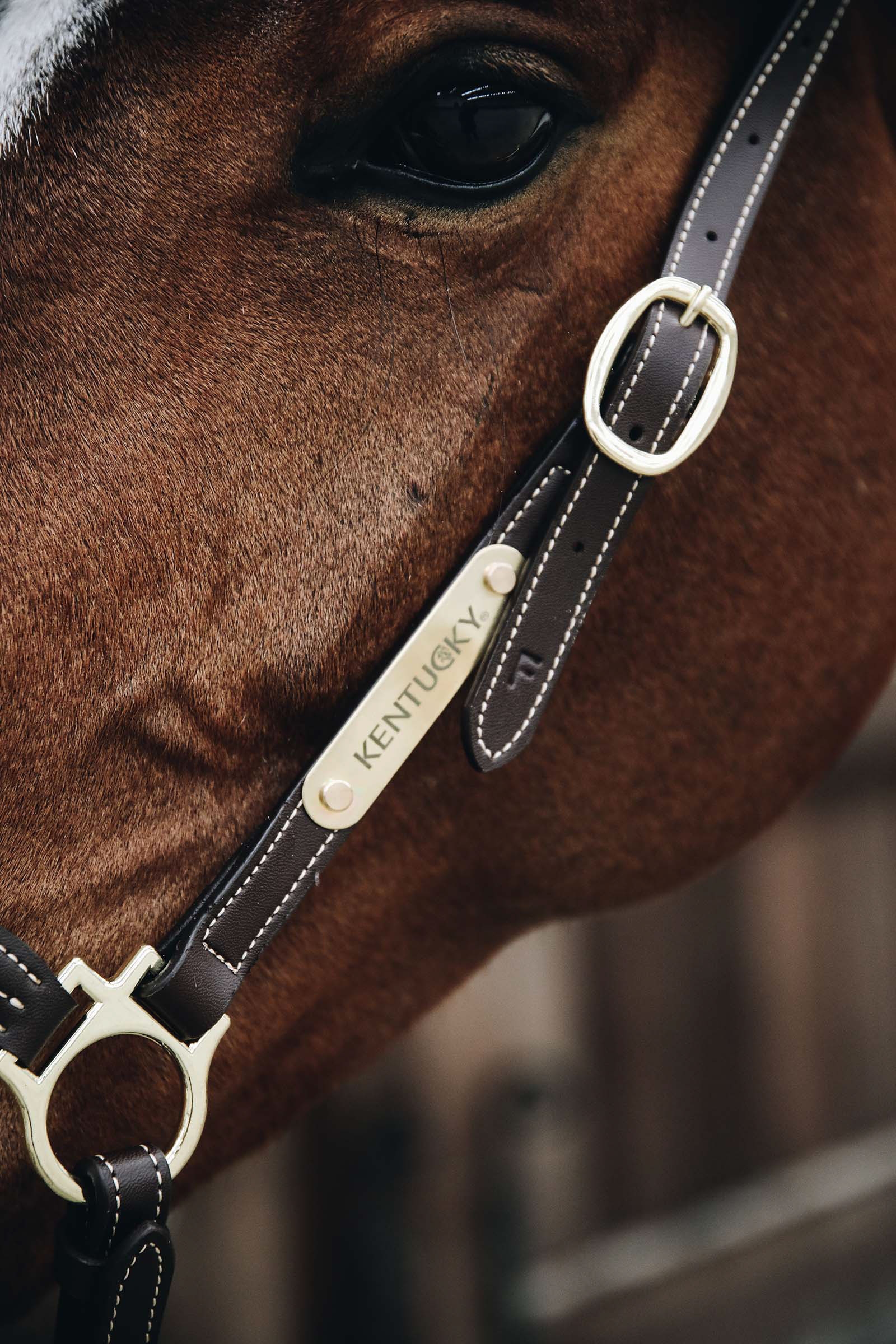 Kentucky Horsewear capezza in cuoio per la toelettatura