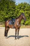 Horze Sandnes Sottosella da dressage