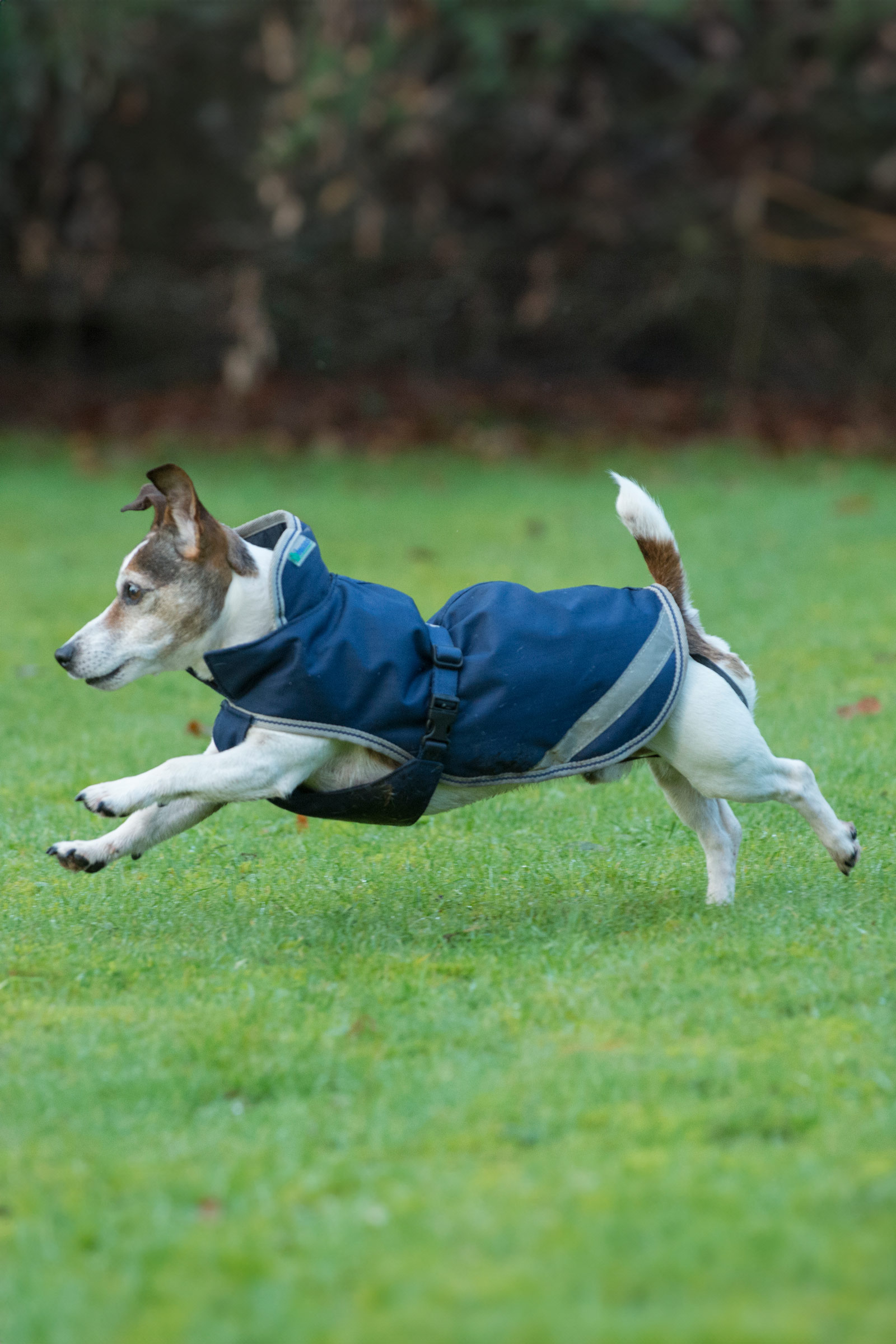 Bucas Freedom Coperta per cani, 50g (30-45 cm)