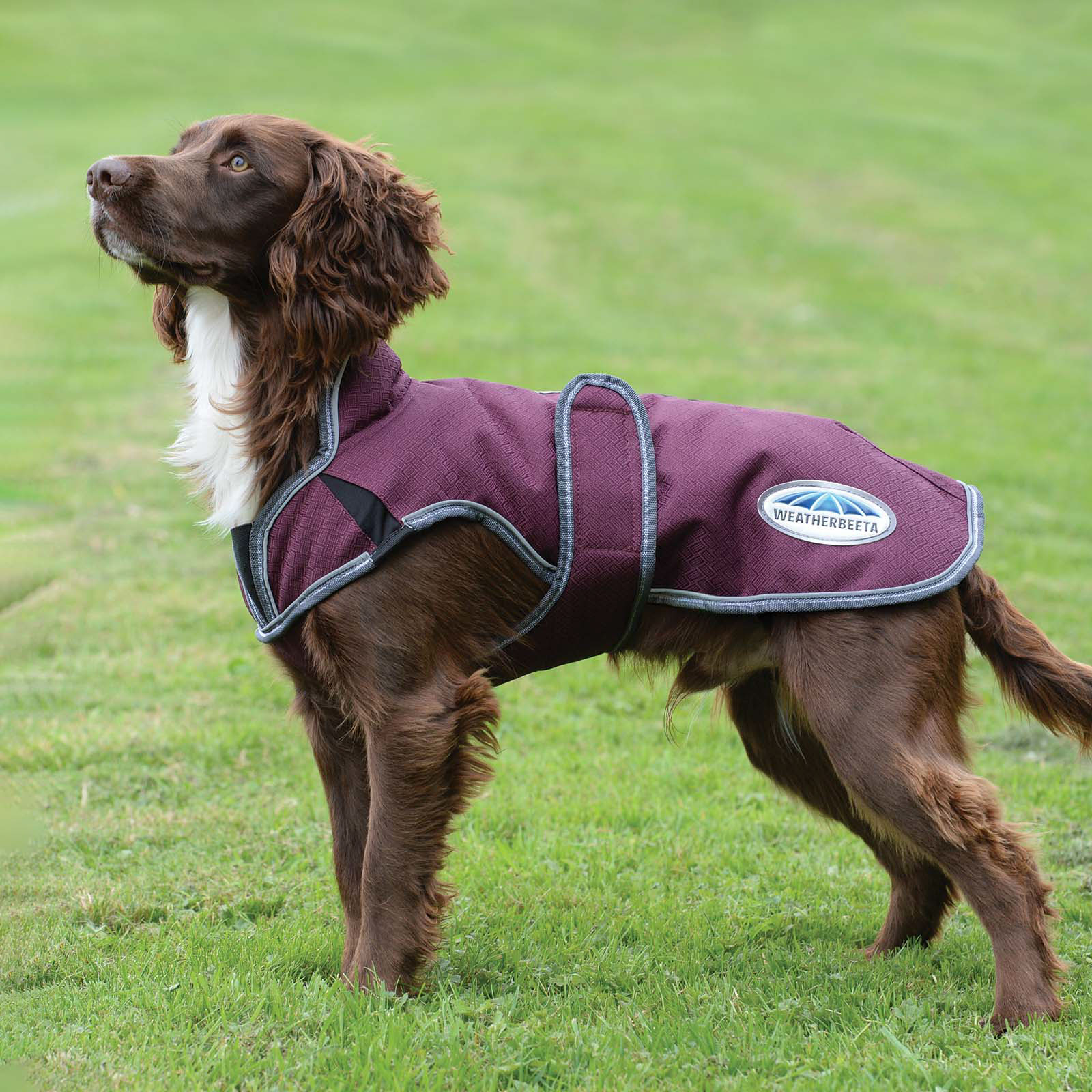 Weatherbeeta Comfitec Premier Free Cappotto per cani Parka Deluxe, 220 gr