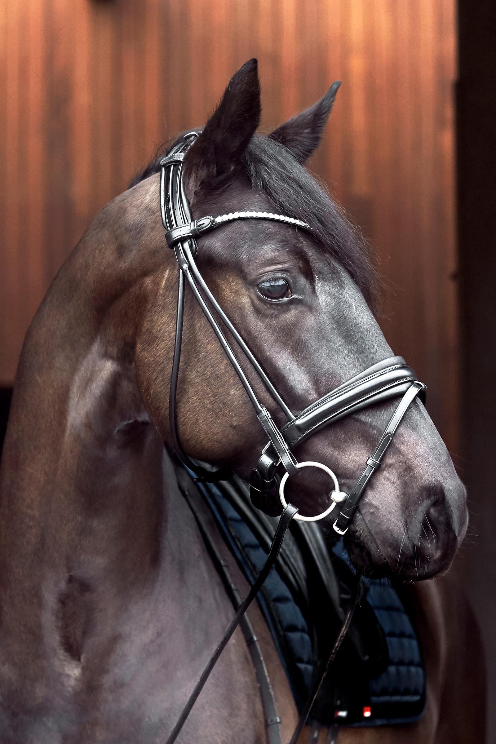 Catago Shay Round Stitched Bridle With Flash
