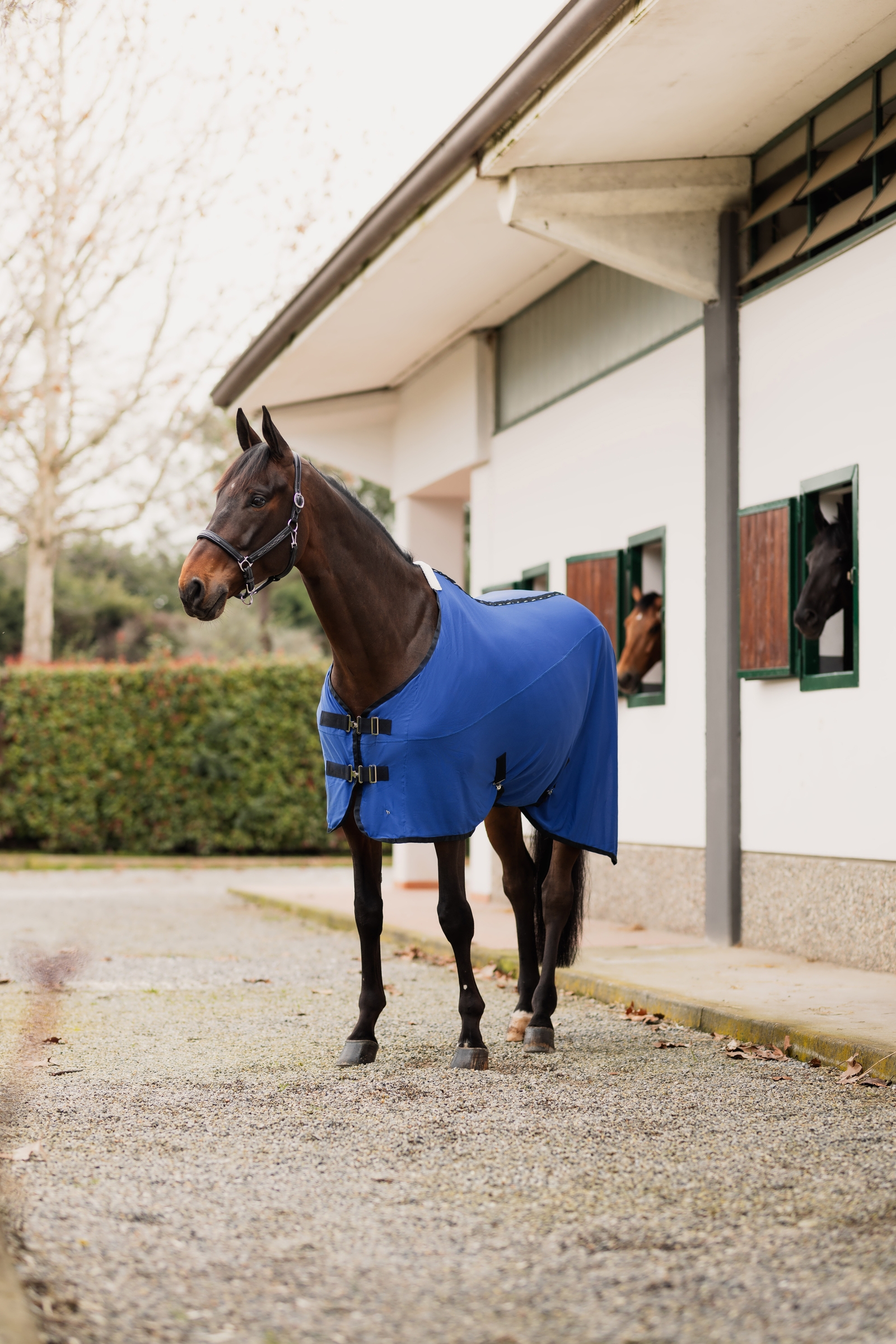 Horze EDIZIONE LIMITATA Coperta raffreddante