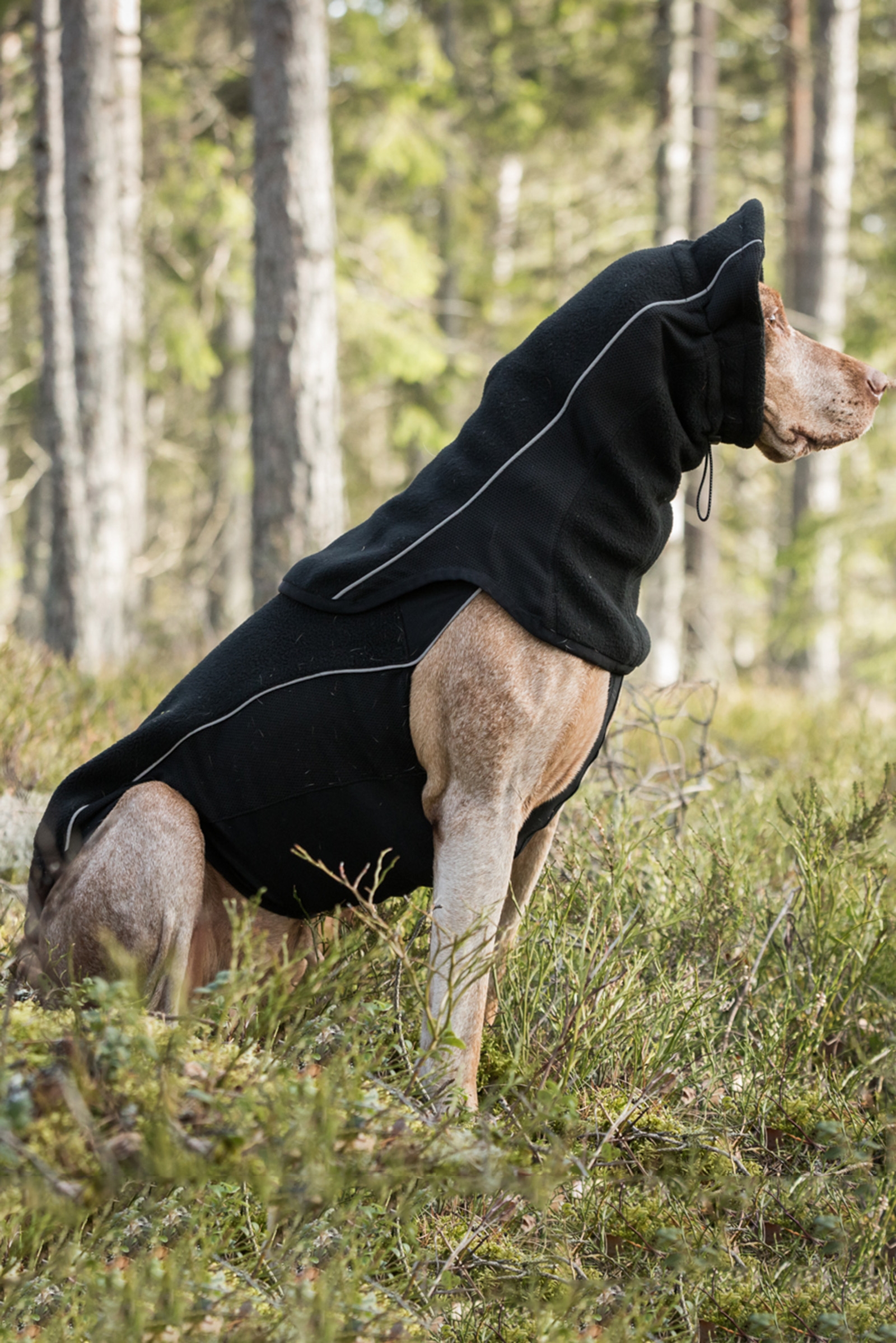 Back on Track Benji Scaldacollo per cani