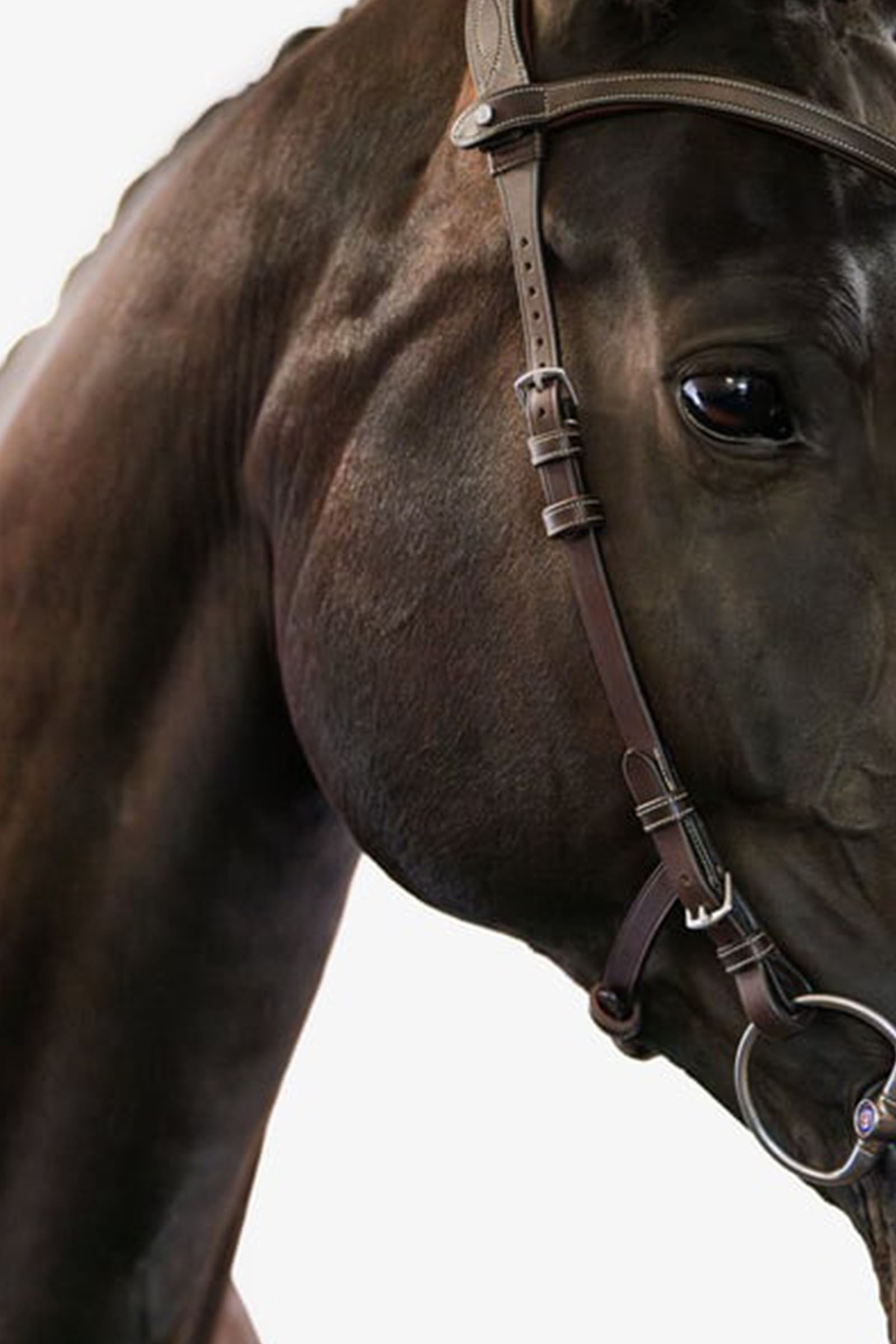 PS of Sweden Helsinki Briglia