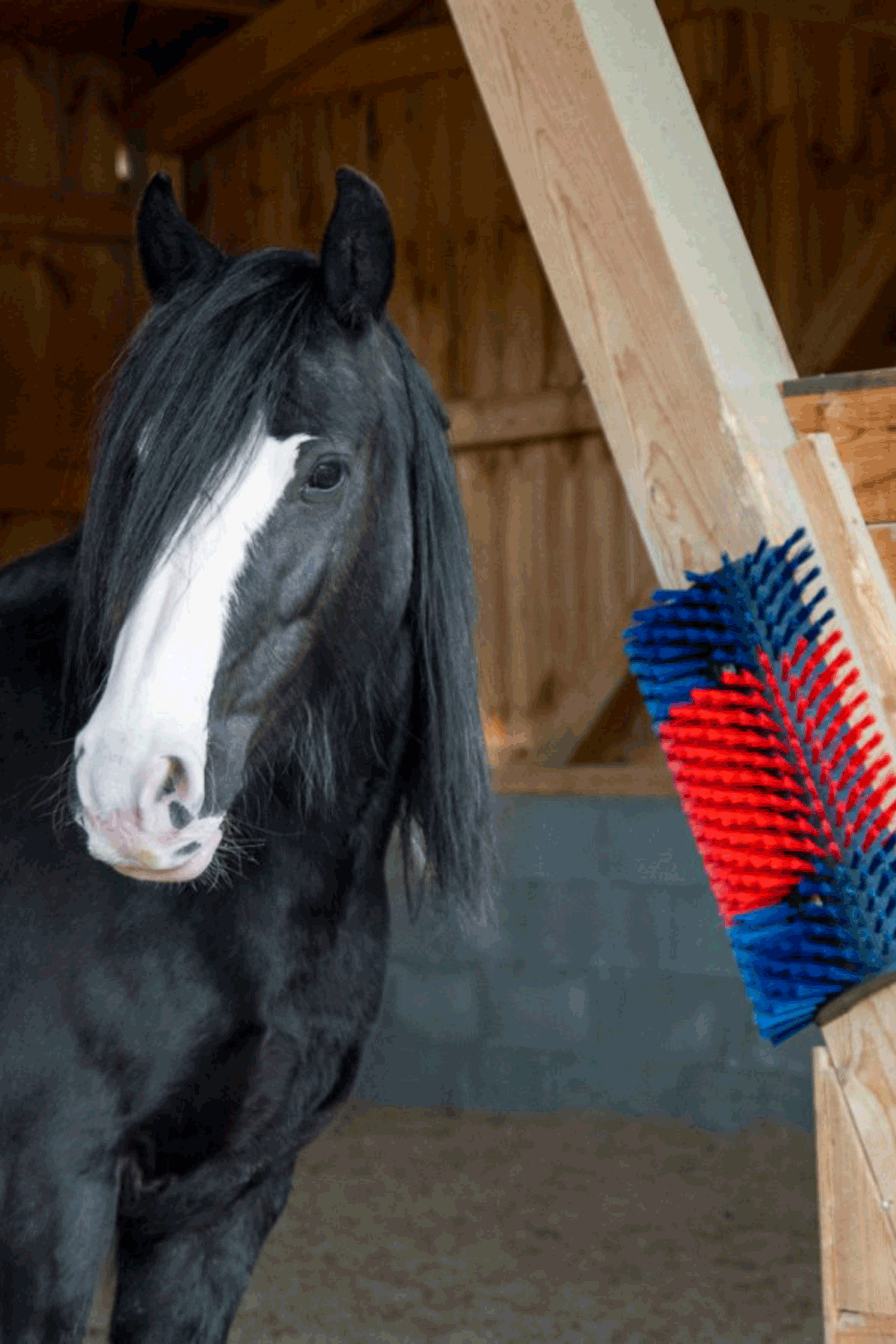 Spazzola grattante XL Kerbl, rotonda