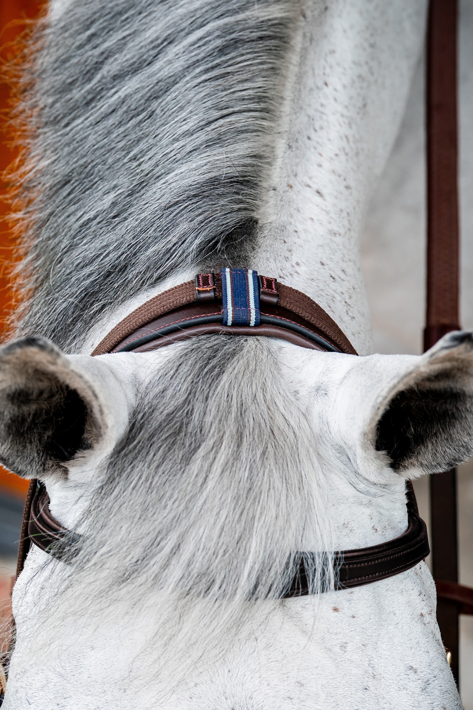 Horseware Micklem 2 Multi Briglia