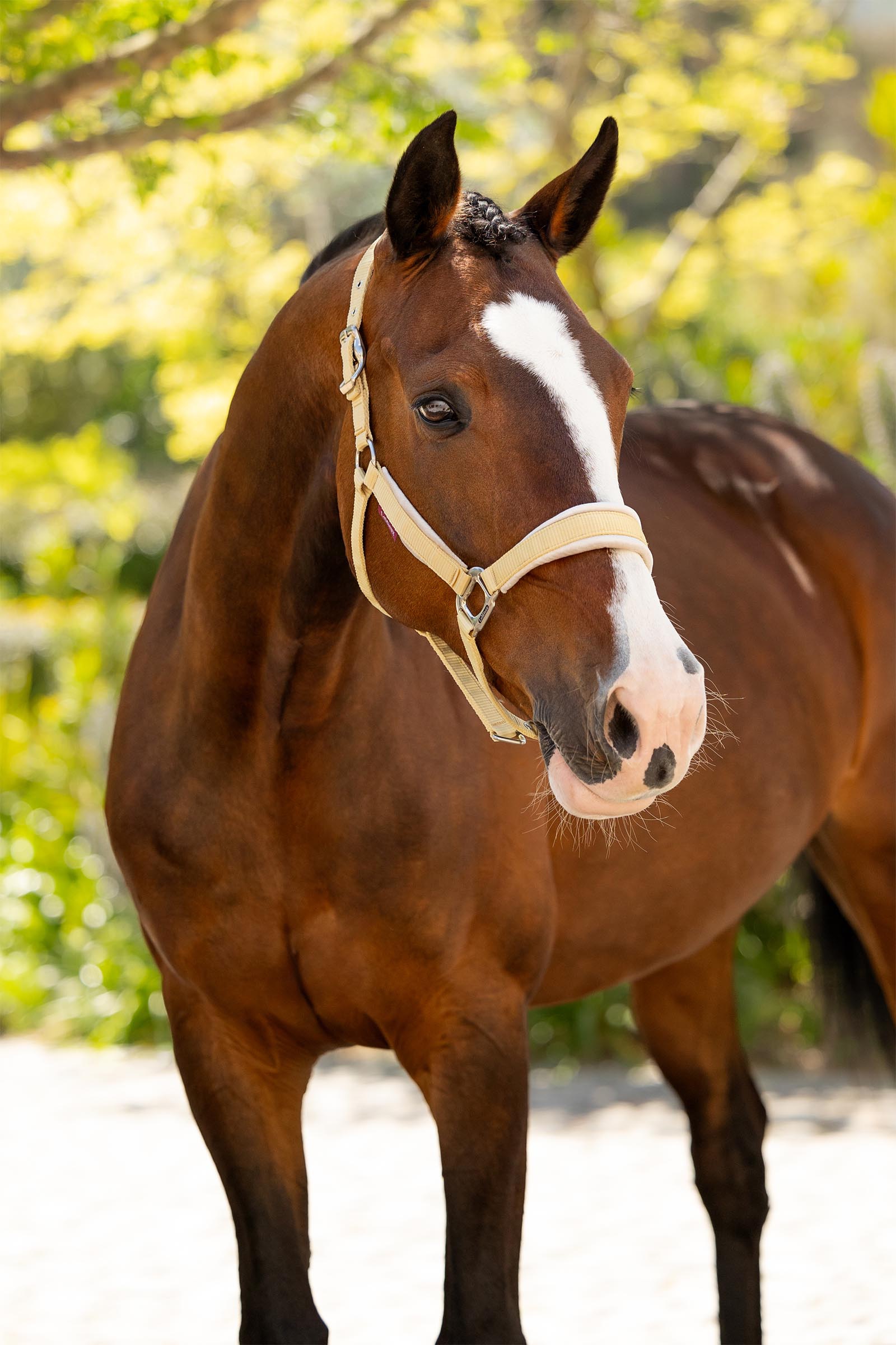 LeMieux capezza Versailles