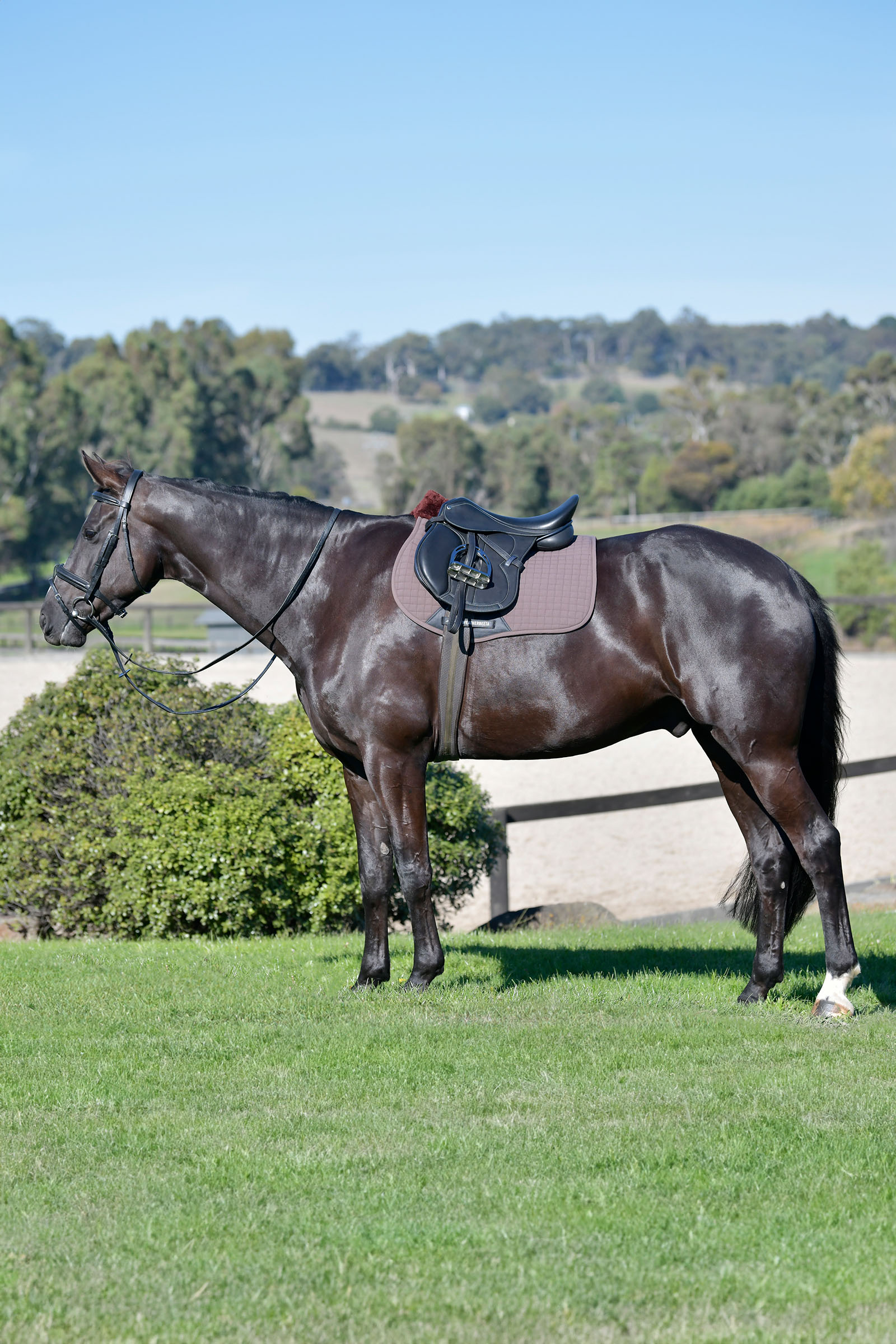 Weatherbeeta Prime Comfy Fleece sottosella multiuso