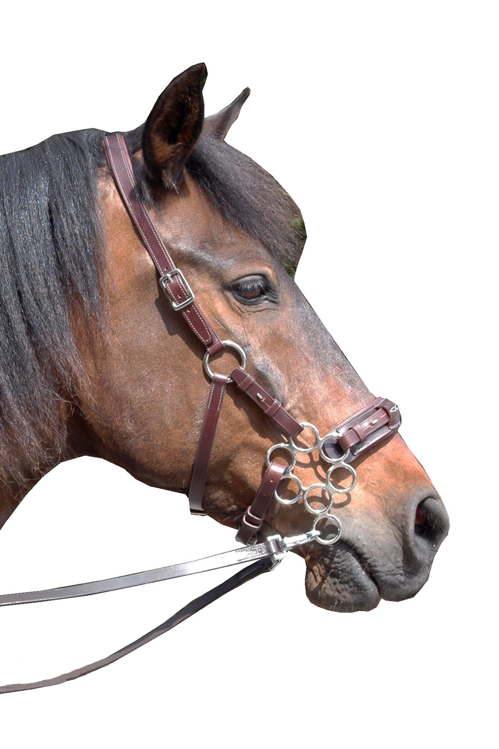 Dark Brown F.R.A. Freedom Riding Articles Aram Hackamore (Sistema 2) in pelle, cinturini per mascelle, con forbici