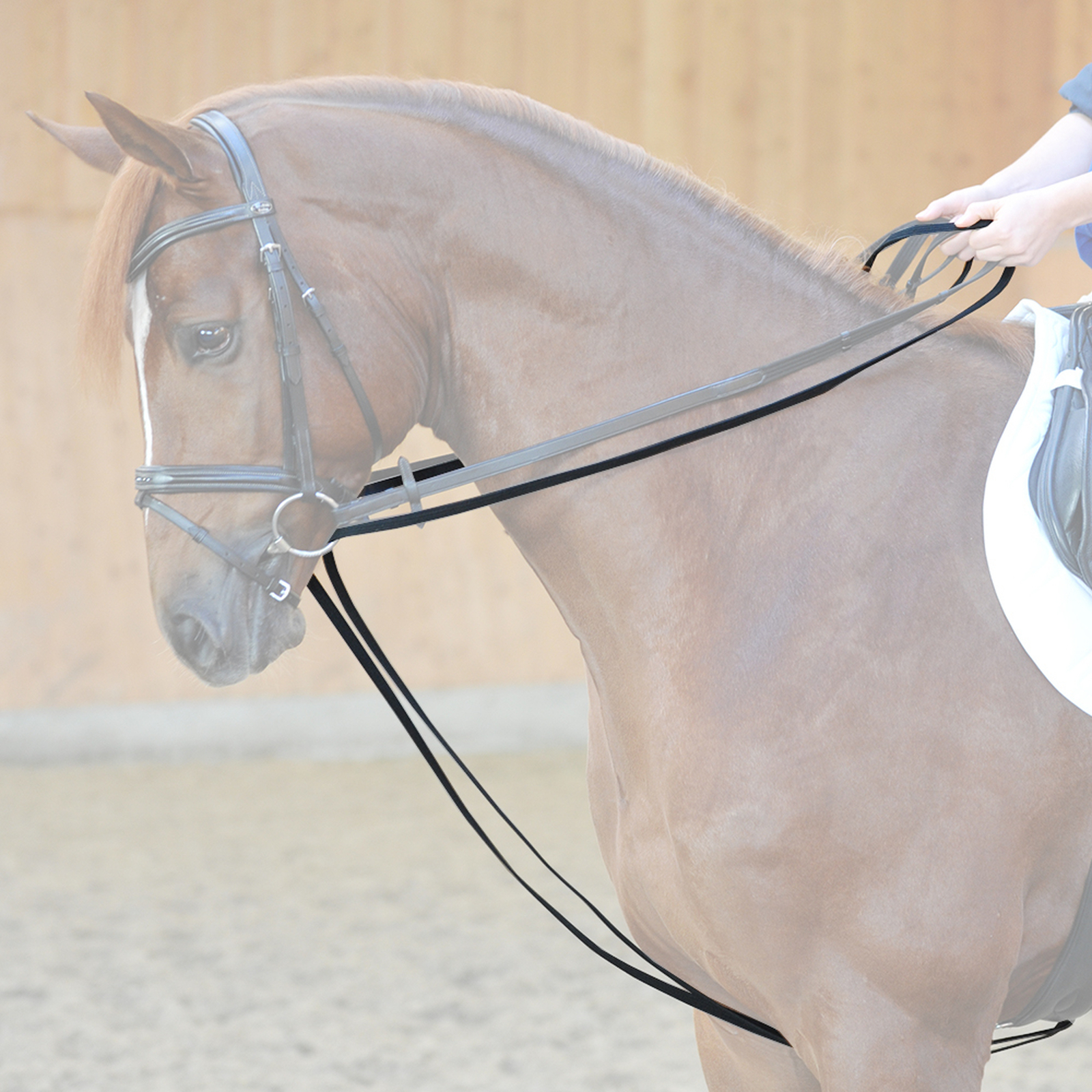 Kavalkade Redini palmate