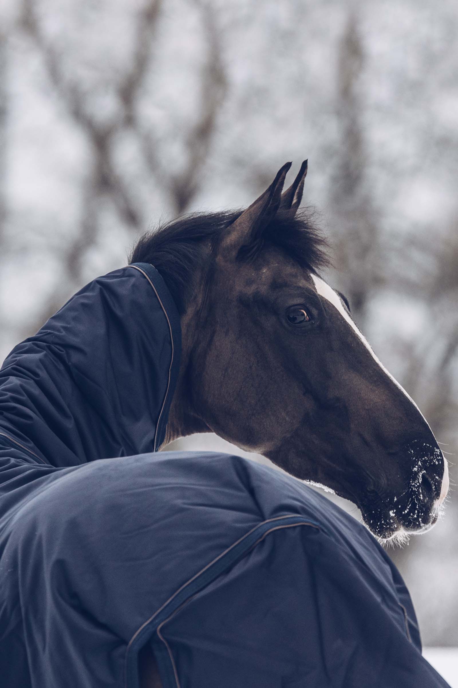 Kentucky Horsewear Coperta da turnout All Weather Waterproof Classic, 300 gr