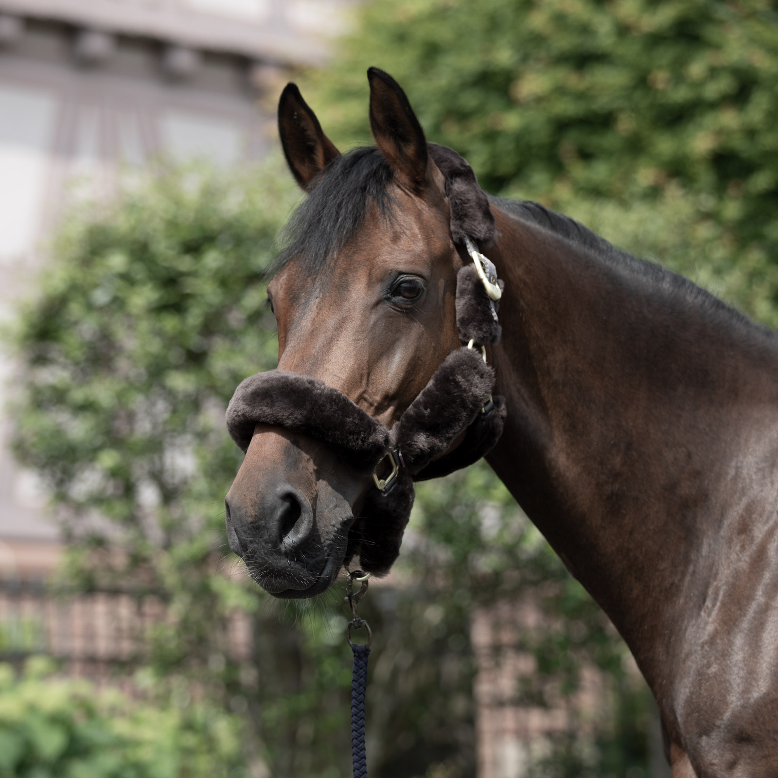 B Vertigo Capezza Tremblant in pelle di pecora